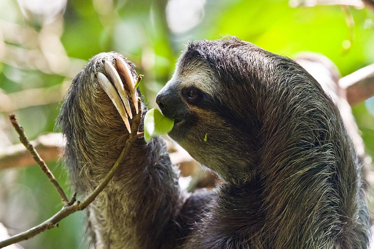 Slothful trends in evolution: from walking giants to tiny tree