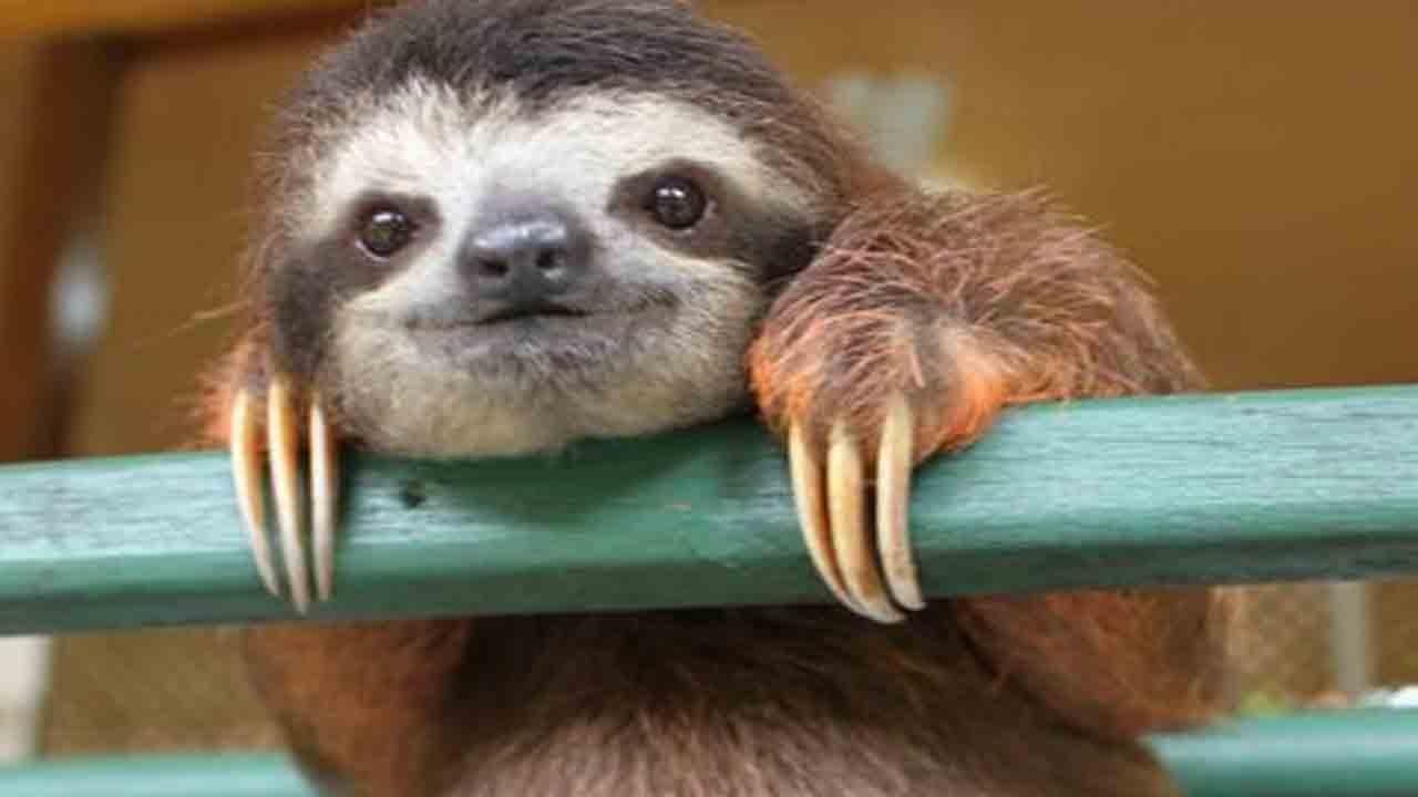 CUTE BABY SLOTH RESCUE YouTube Cute Pictures Of Baby Sloths