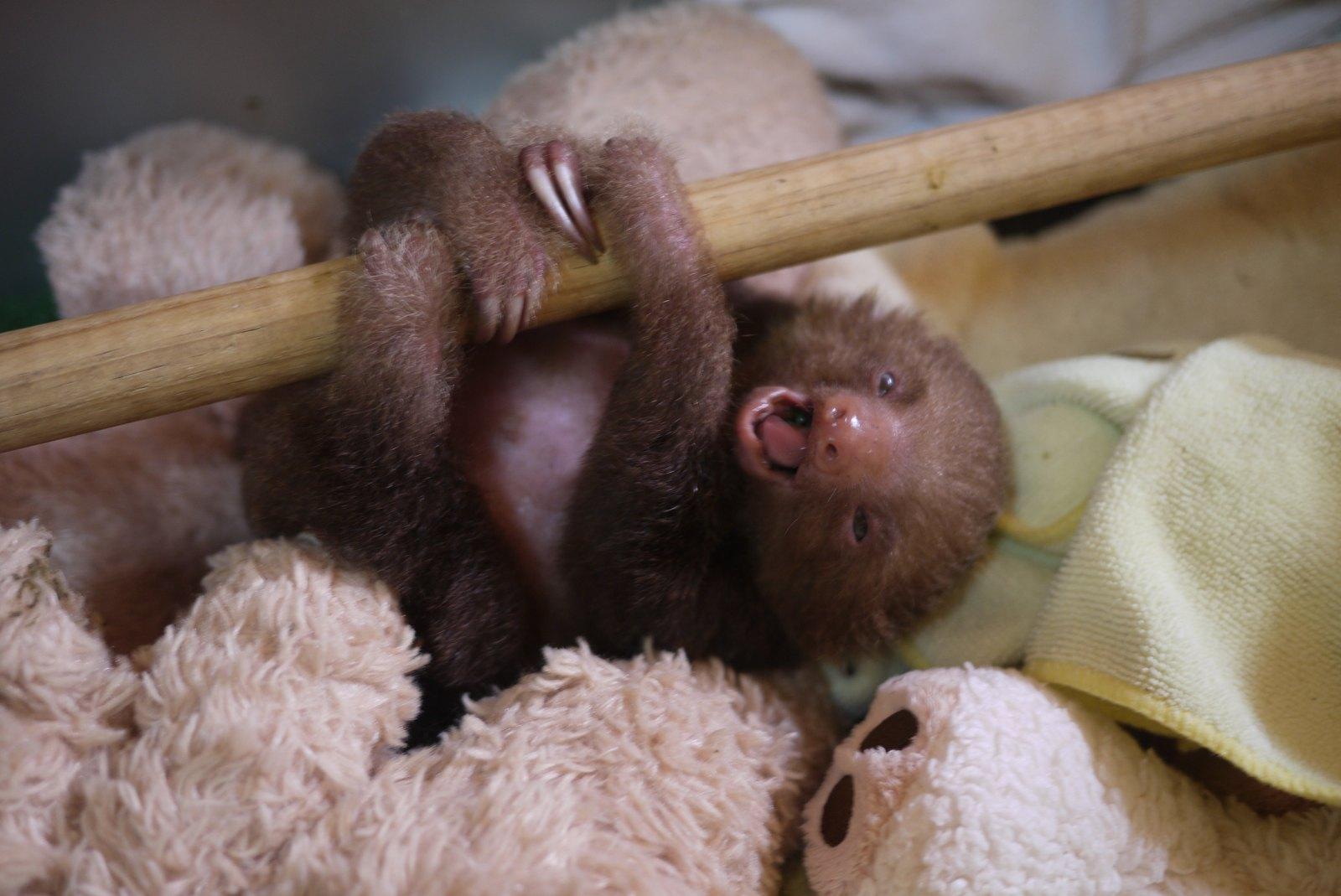 Baby Sloth Wallpapers
