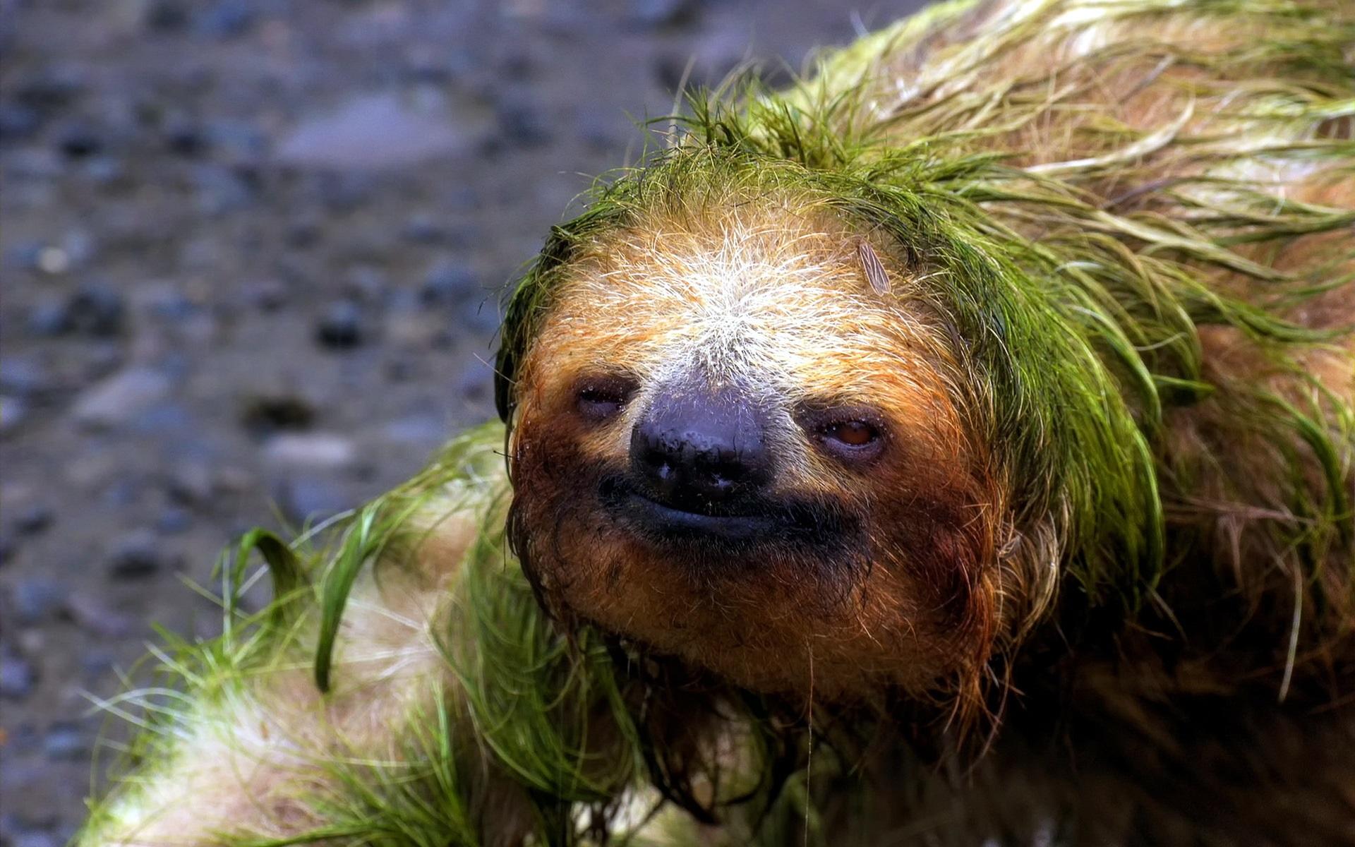 Wallpapers Sloth front view 1920x1200 HD Picture, Image
