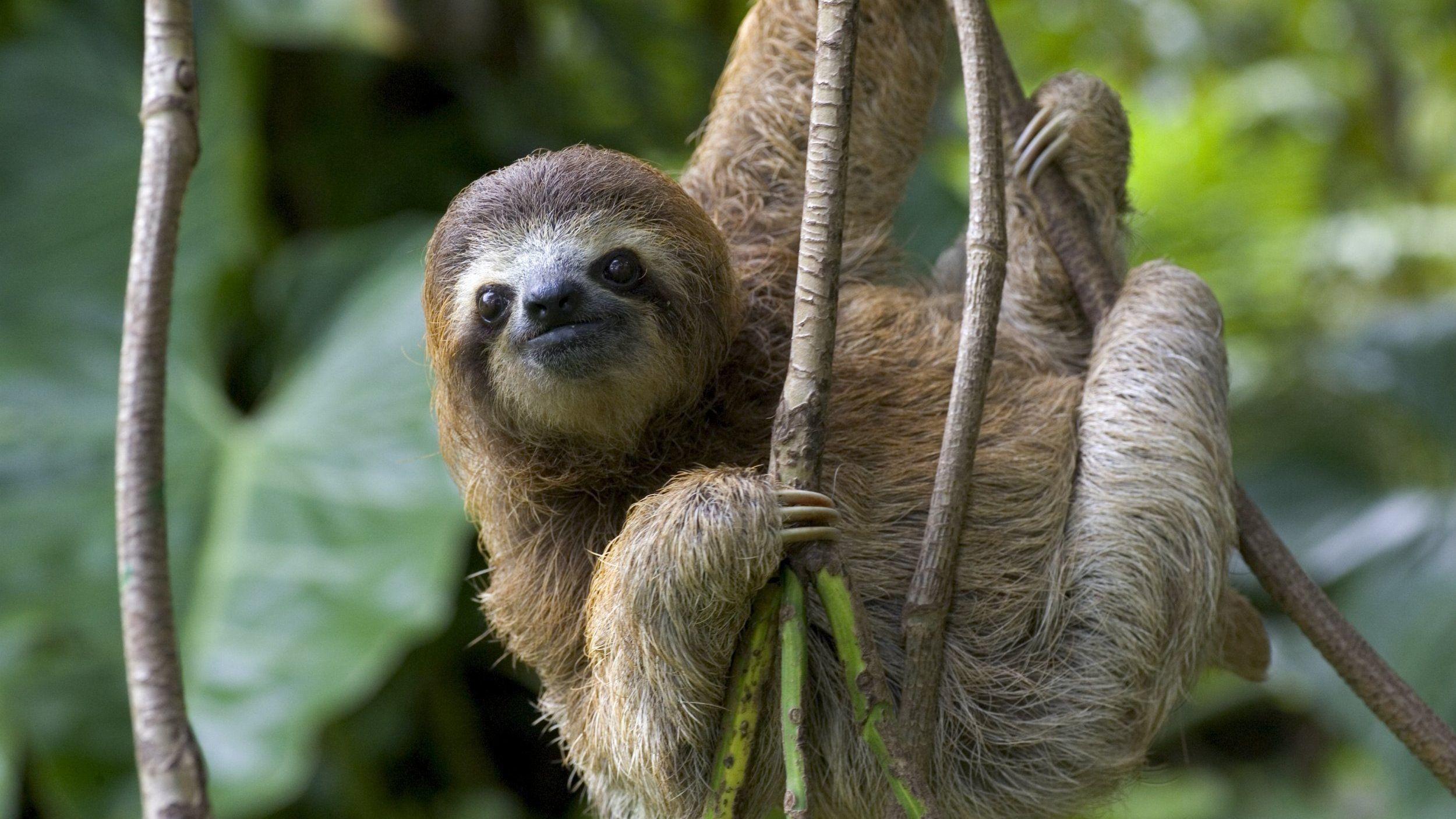 Animal Sloth in Branch