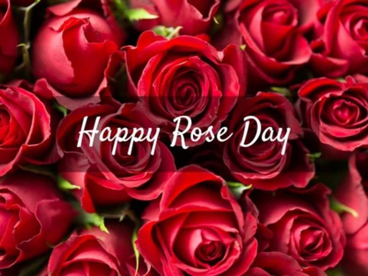 Happy Rose Day 2019: Wishes, SMS, messages, quotes, image, Facebook