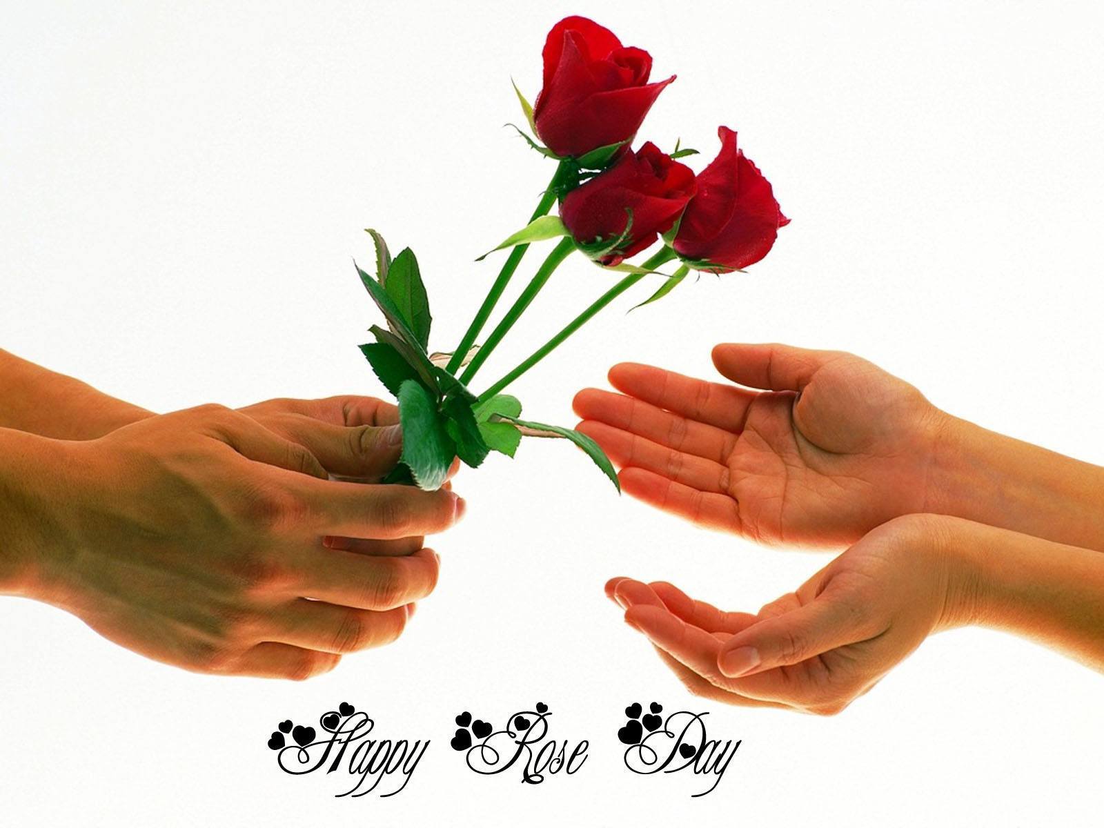 Highly Romantic Rose Day SMS, Wishes For Girlfriend Wife With Image