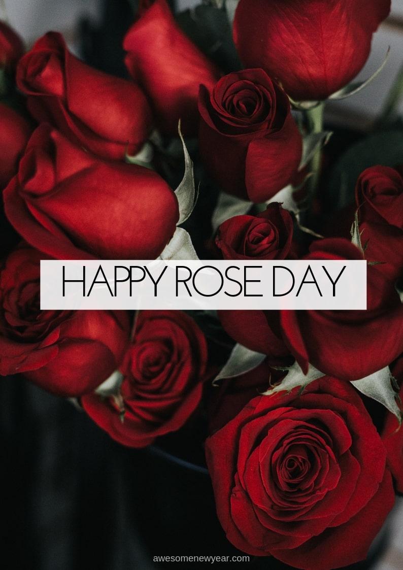 Happy Rose Day Image Photo Picture & Wallpaper HD
