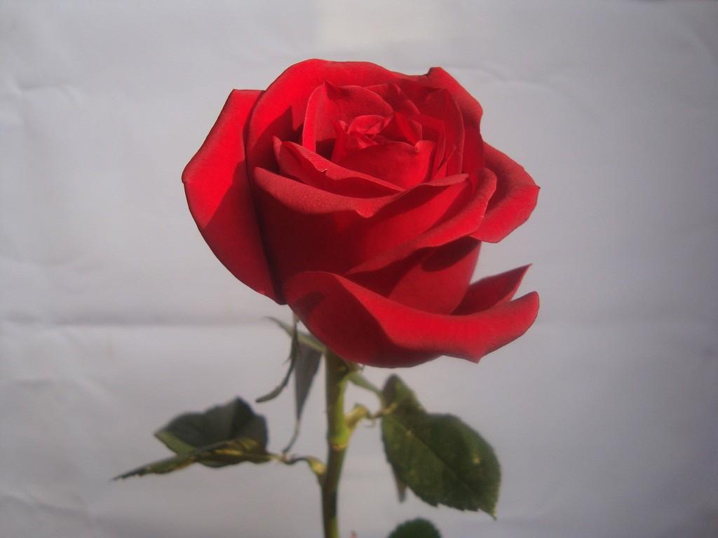 Happy Rose Day Image 2016