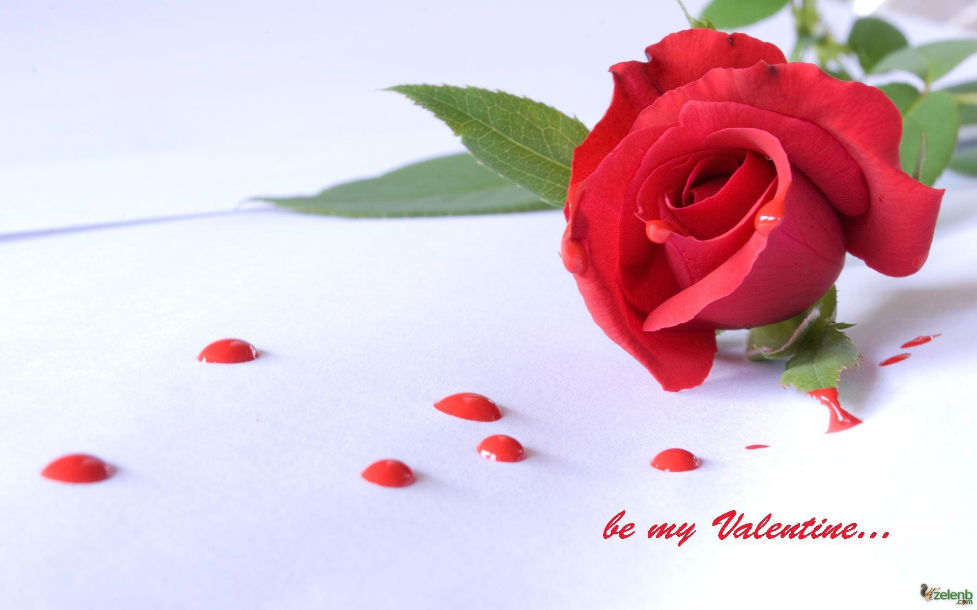 Happy Rose Day HD Wallpaper , free download, (59)
