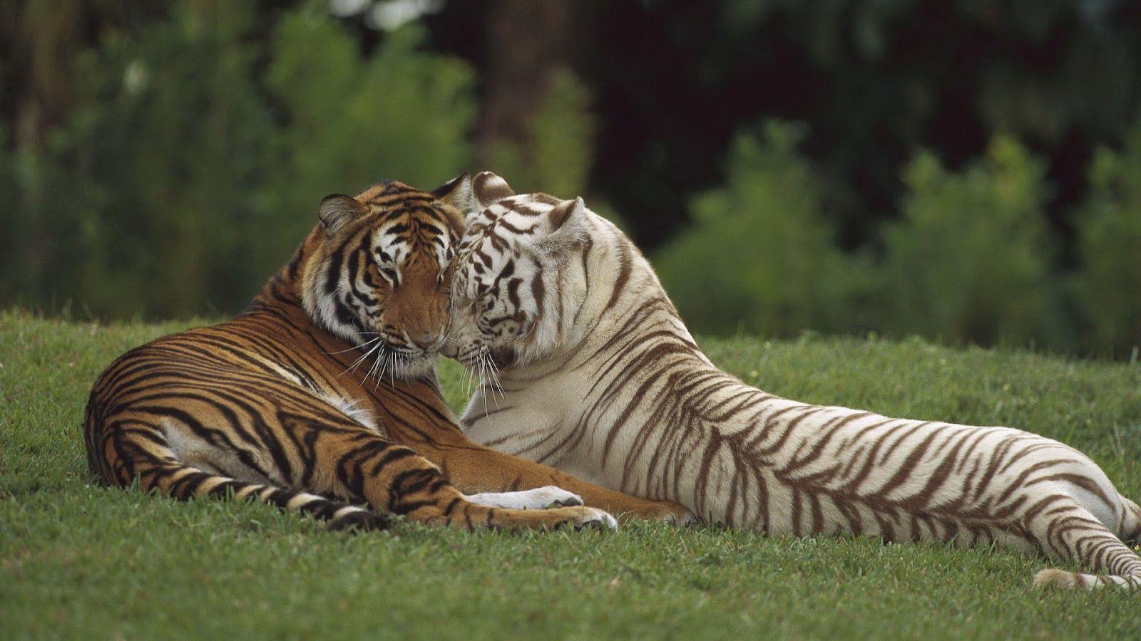 Tiger With Two Cuddling Tigers HD 1600x900 Wallpaper. Animals