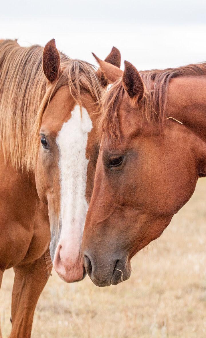 Cute brown horses snuggling. Pretty wallpaper for your phone