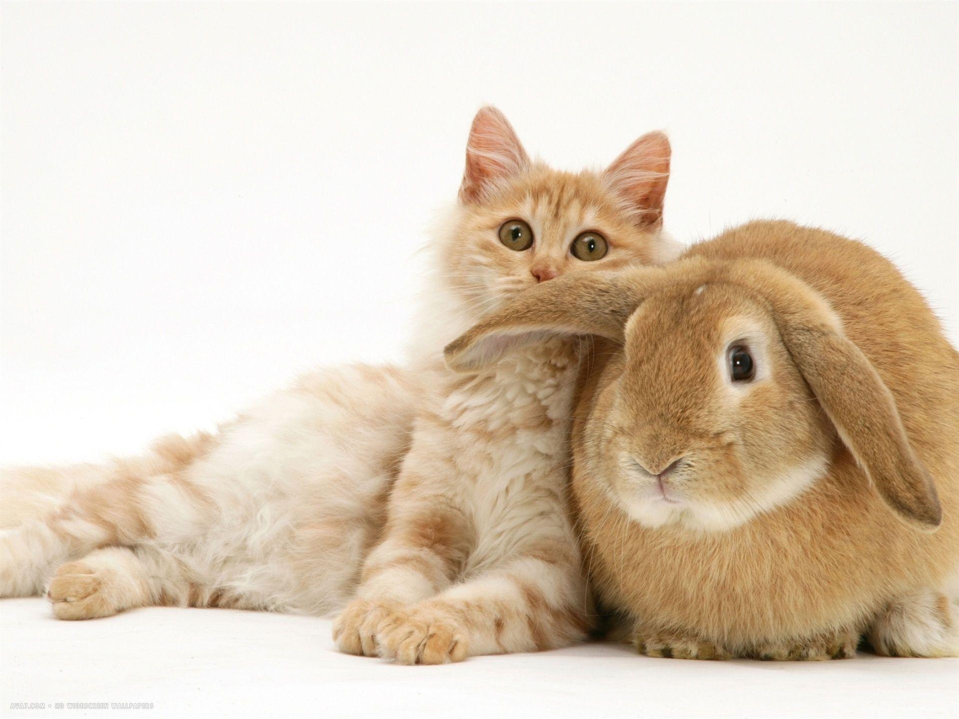 Kitten and Rabbit Wallpaper