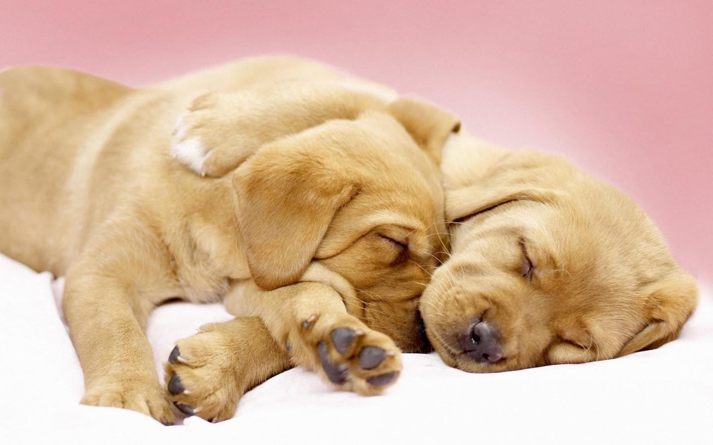 Canine Cuddles Wallpaper