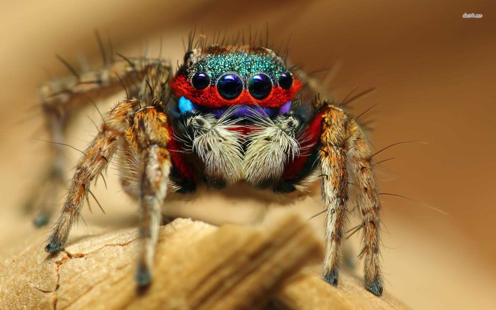 Jumping spider wallpaper wallpaper