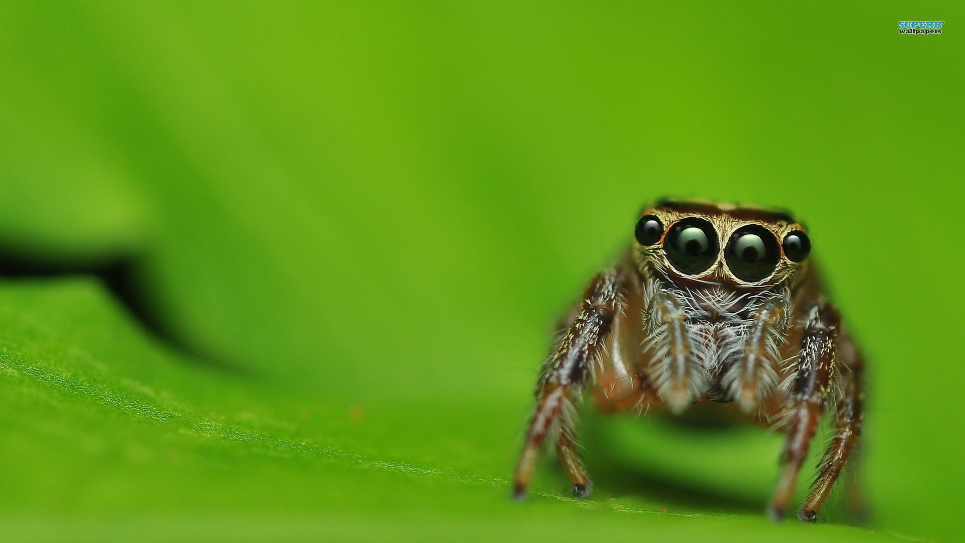 1920x1080px Spider Wallpaper