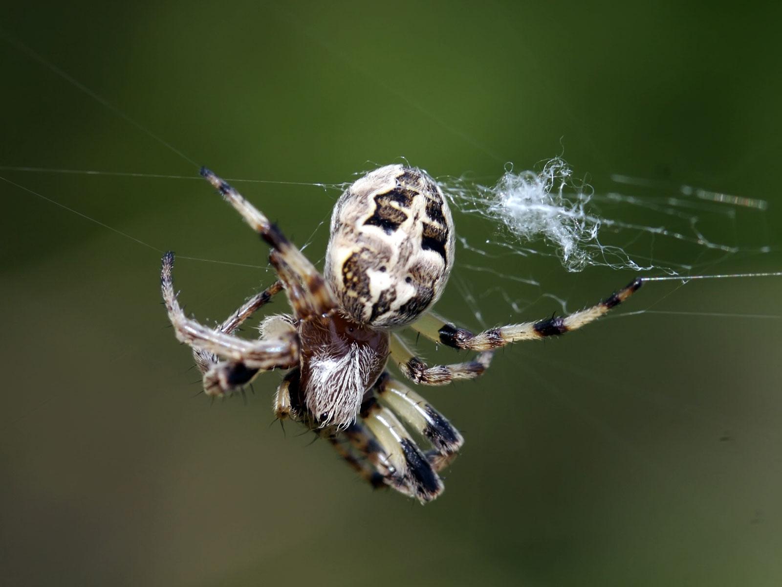 Barn Spider Wallpaper Fun Animals Wiki, Videos, Picture, Stories