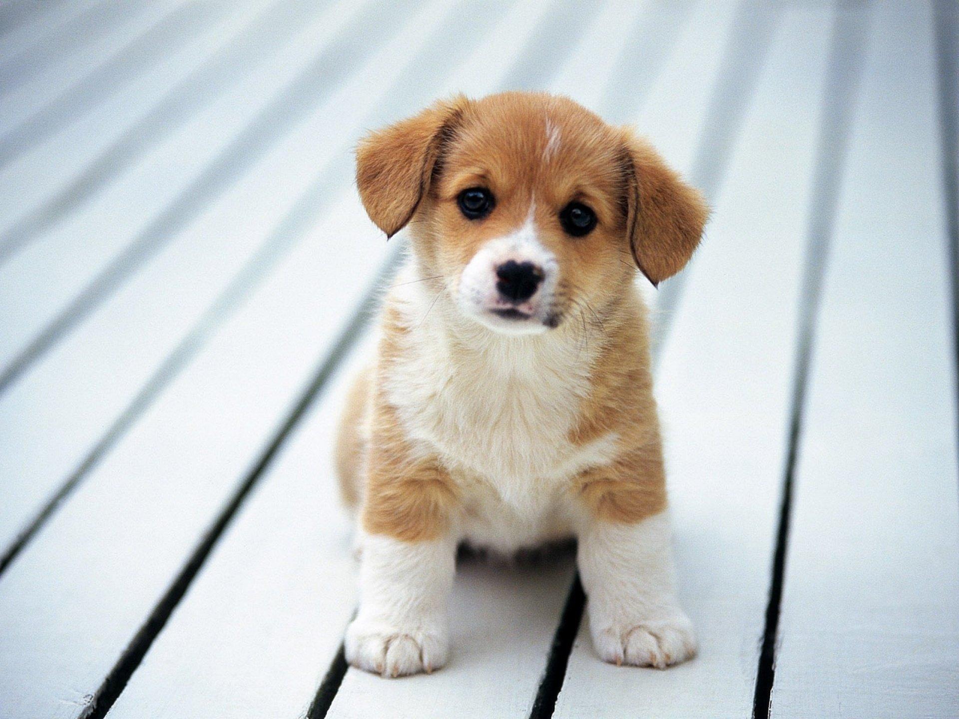 Cute Baby Dogs Wallpapers - Wallpaper Cave