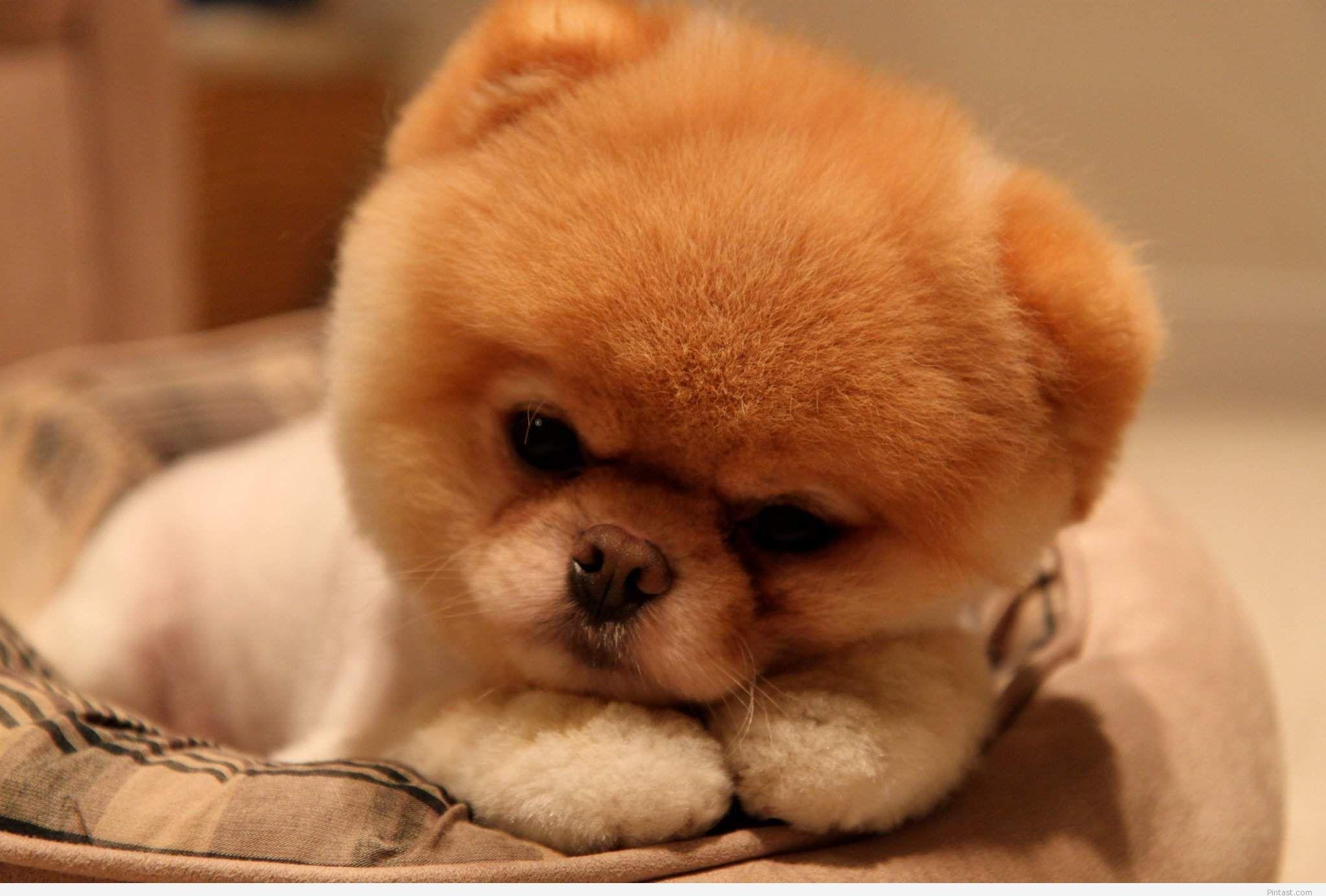 Baby Dog Wallpaper HD Resolution #tuv. Cute baby