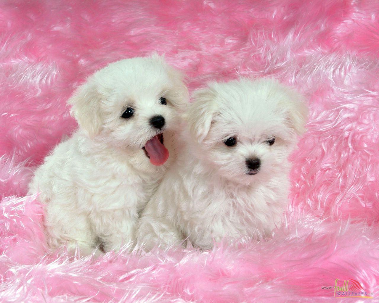 Download White Baby Dog Wallpaper 15319 [1280x1024]. Baby Dog
