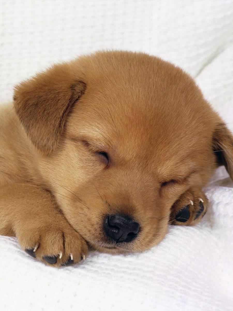Cute Baby Dog Wallpaper
