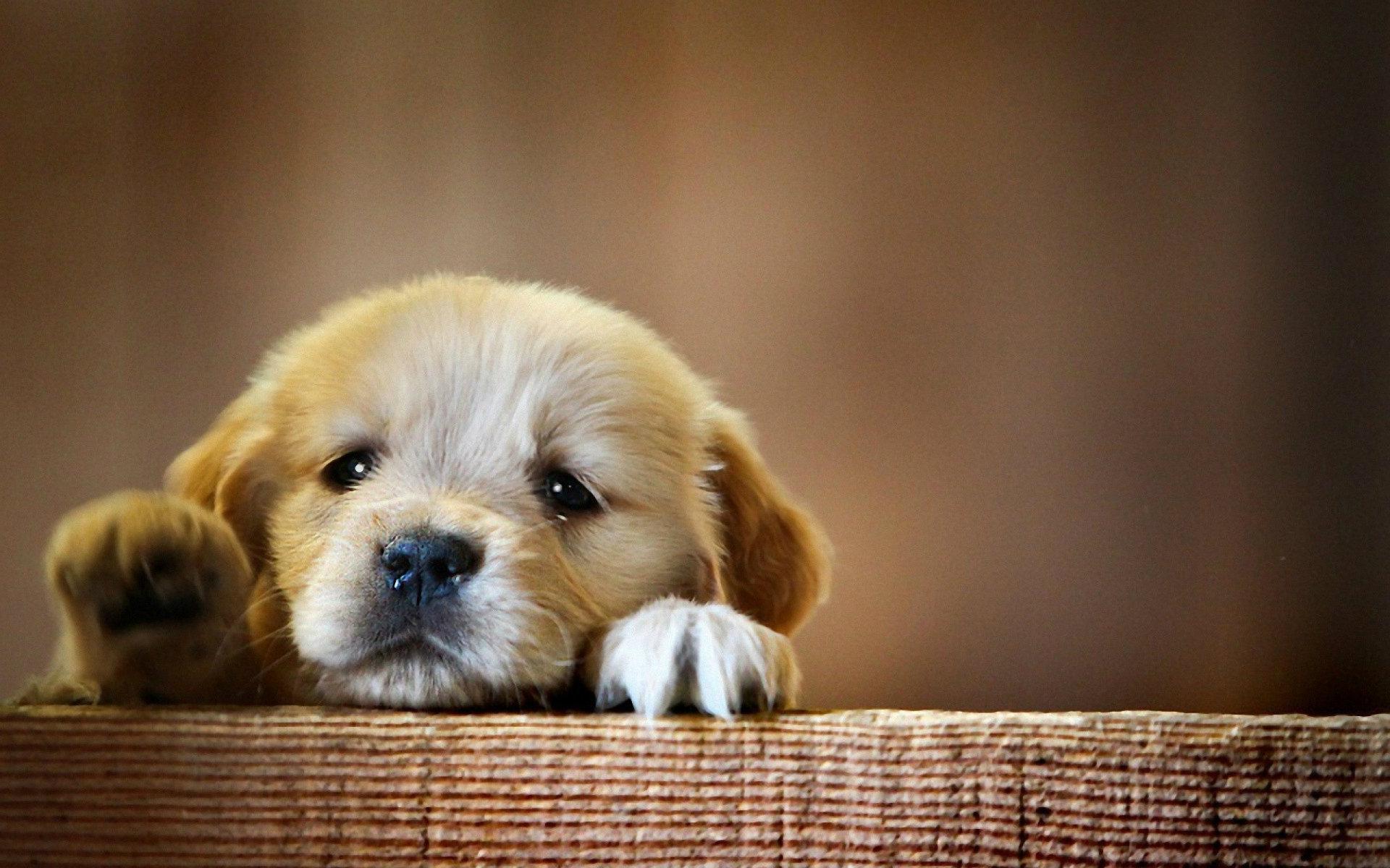 Download Cute Baby Dog Desktop Wallpaper Dogs Wallpaper HD