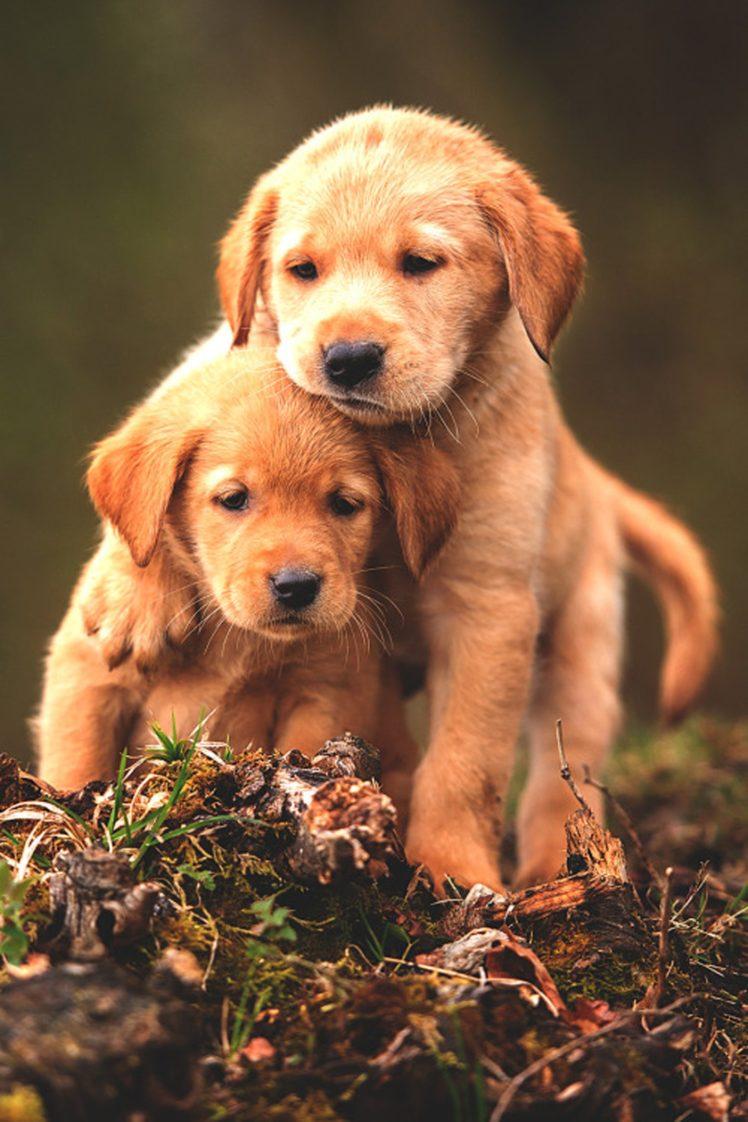 Cute Puppy  Dog Wallpaper  Apps on Google Play