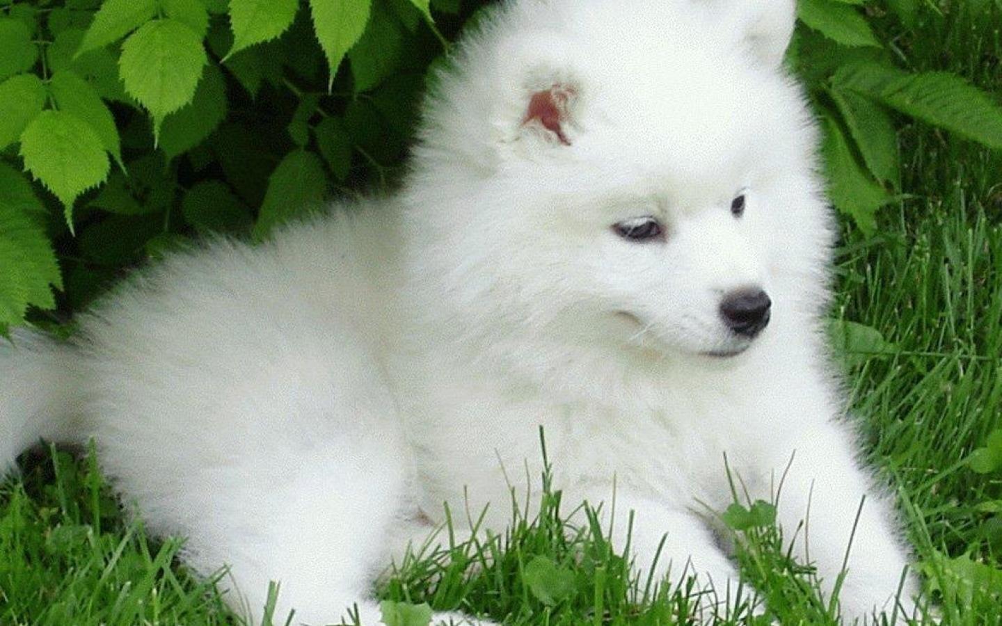 Dogs Samoyed Baby Canine Puppy Dog Wallpaper HD Wallpaper