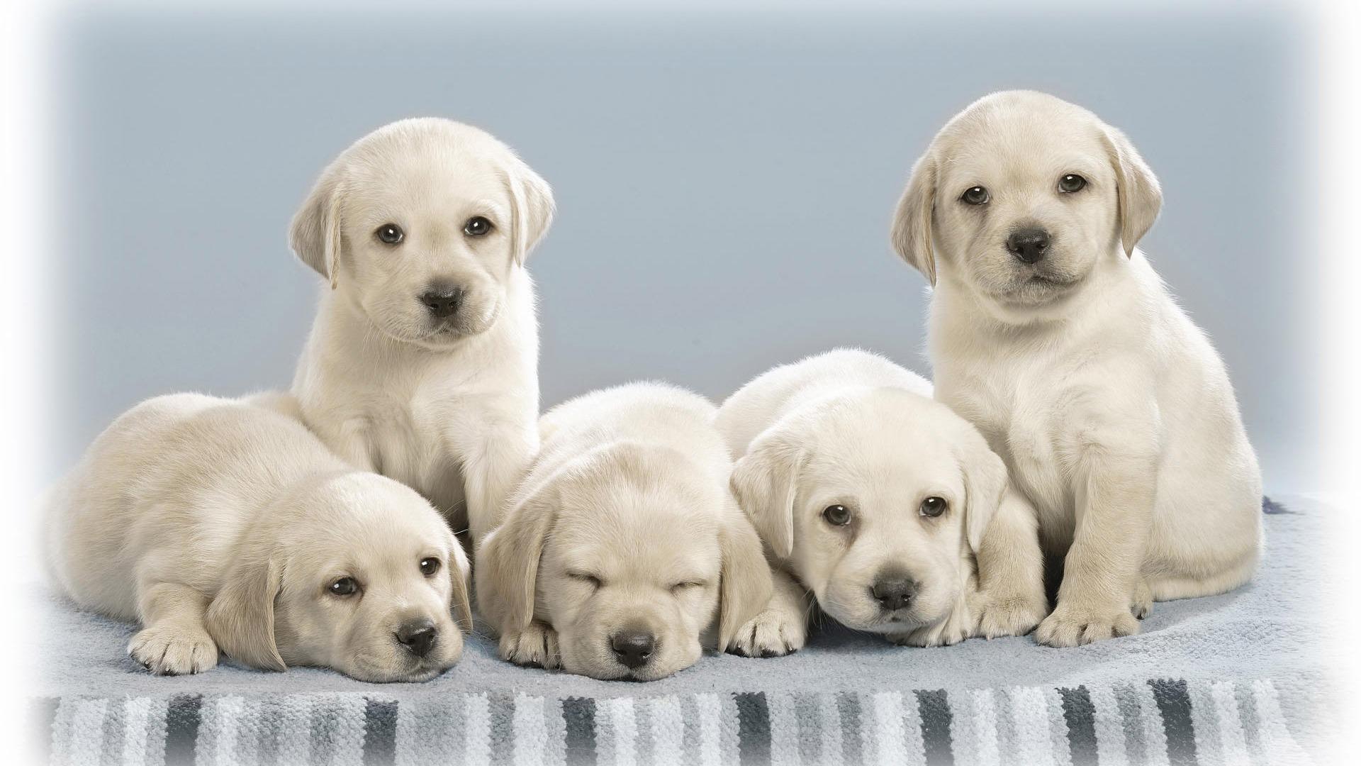 Little Baby Dogs Image HD Photo