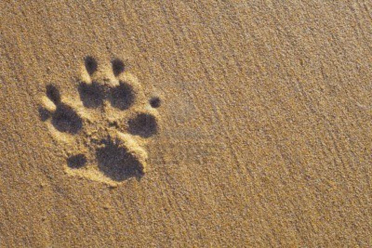 Dog Paw Wallpapers Wallpaper Cave