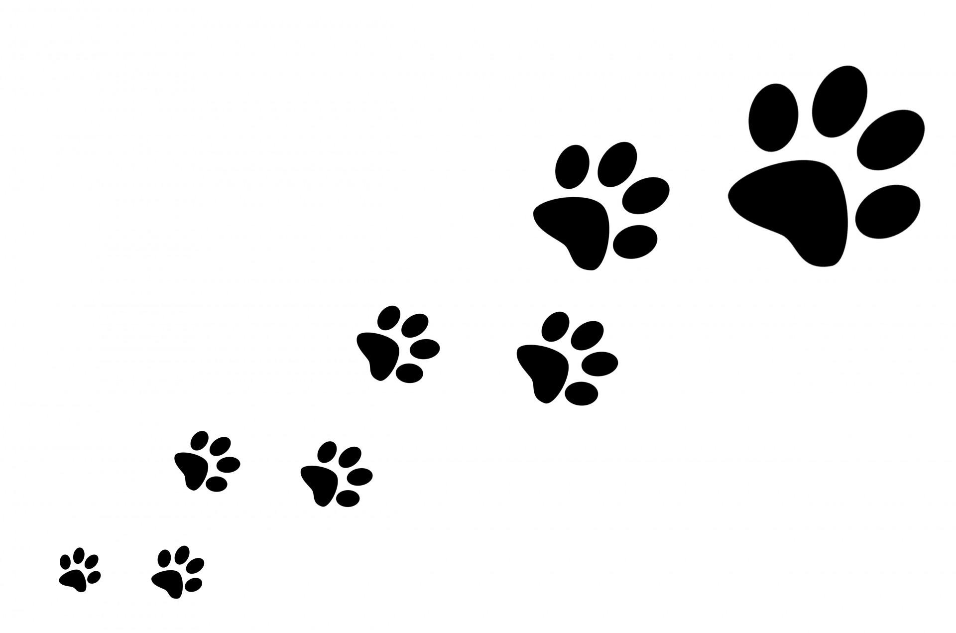 paw prints clipart no background