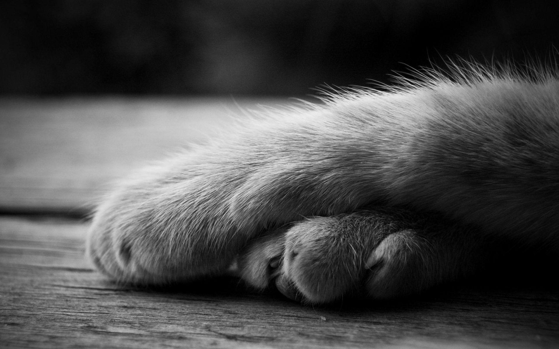 Pet paw pattern. Animal background with god cat - Stock Illustration  [59252959] - PIXTA