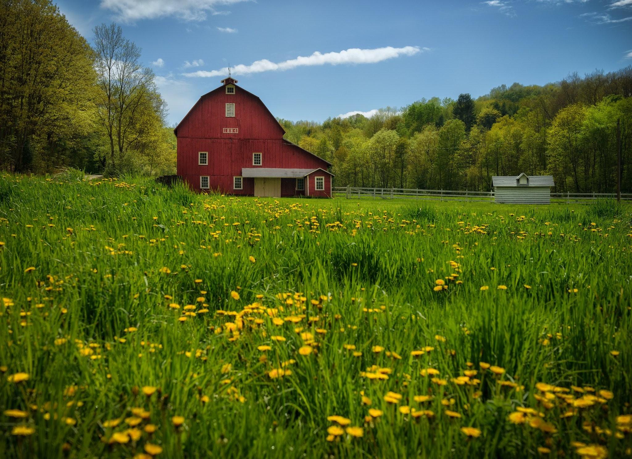 Meadow, Dandelions, Farm, Amazing, Pennsylvania, Albany New