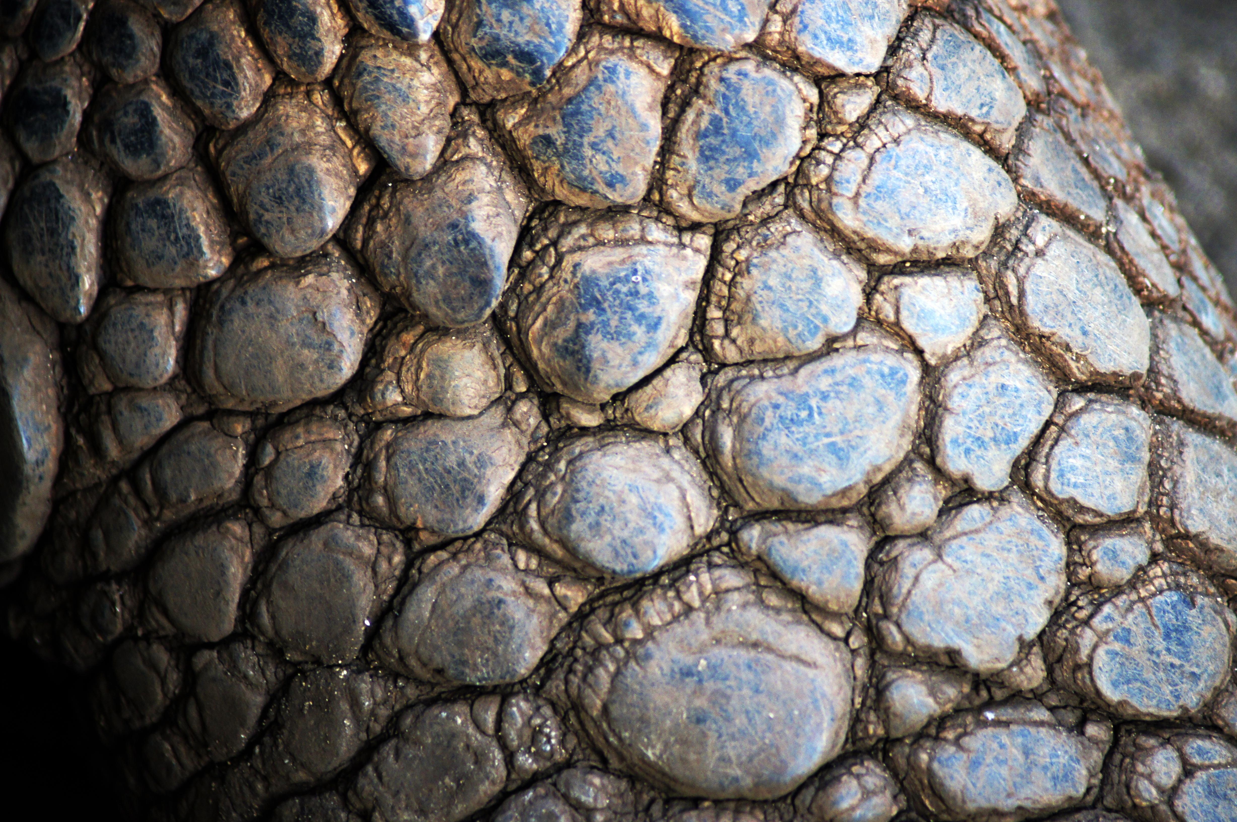 Dragon Scales Wallpapers Wallpaper Cave