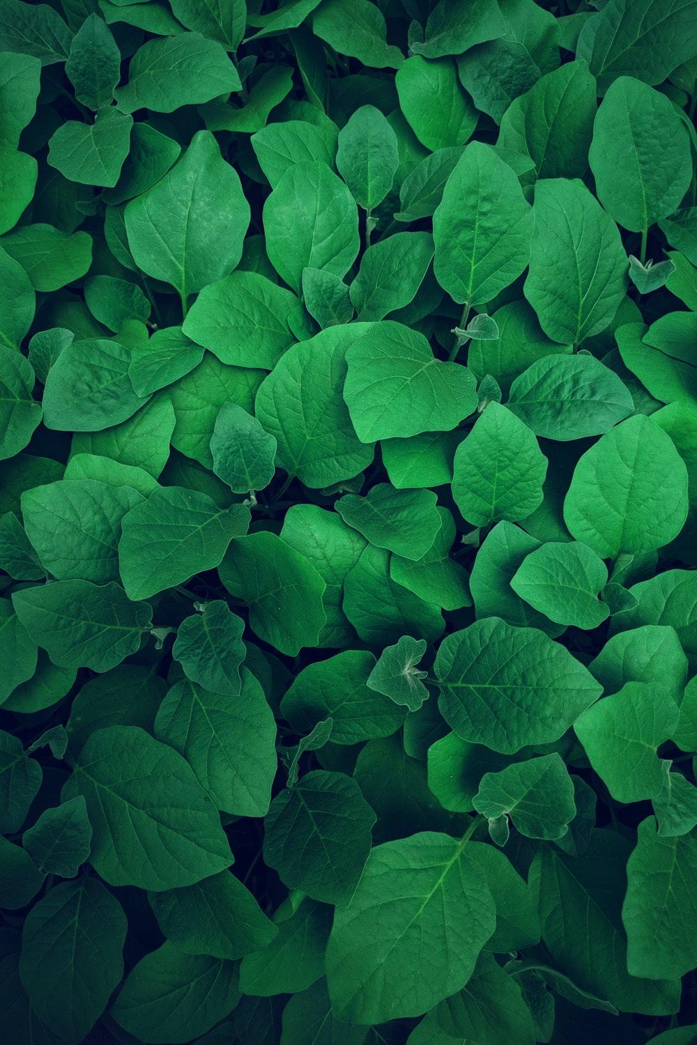 Green Plant Picture [HD]. Download Free Image