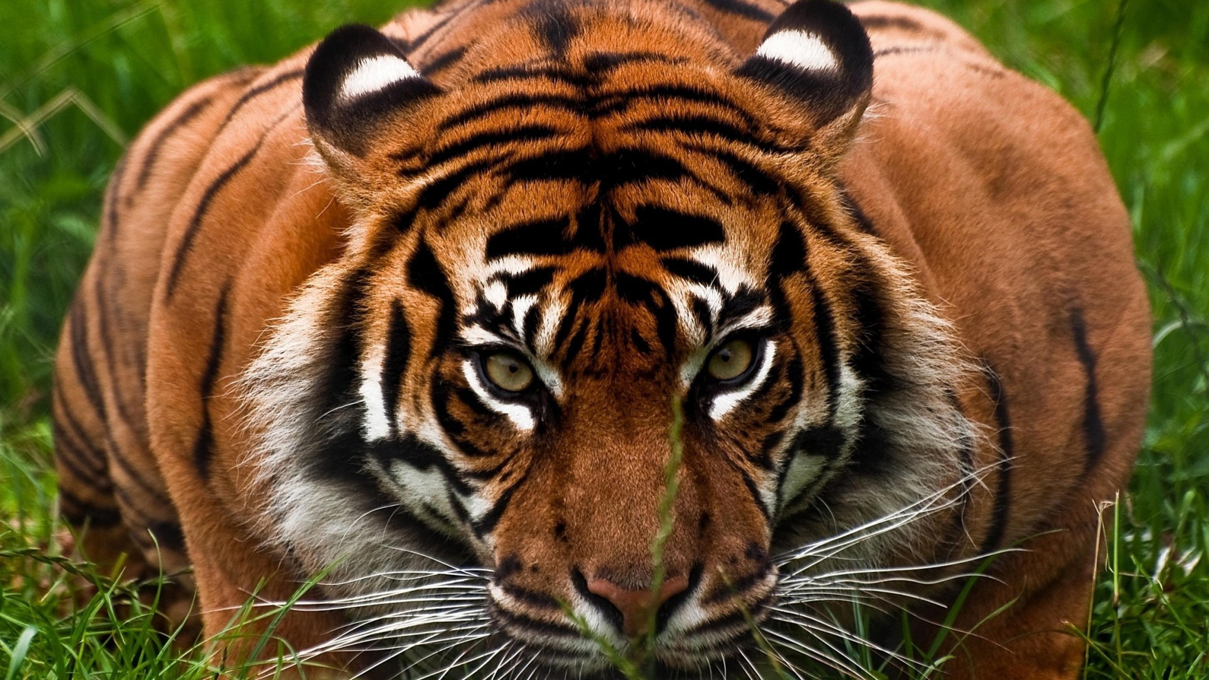 4K Ultra HD Tiger Wallpaper HD, Desktop Background 3840x2160