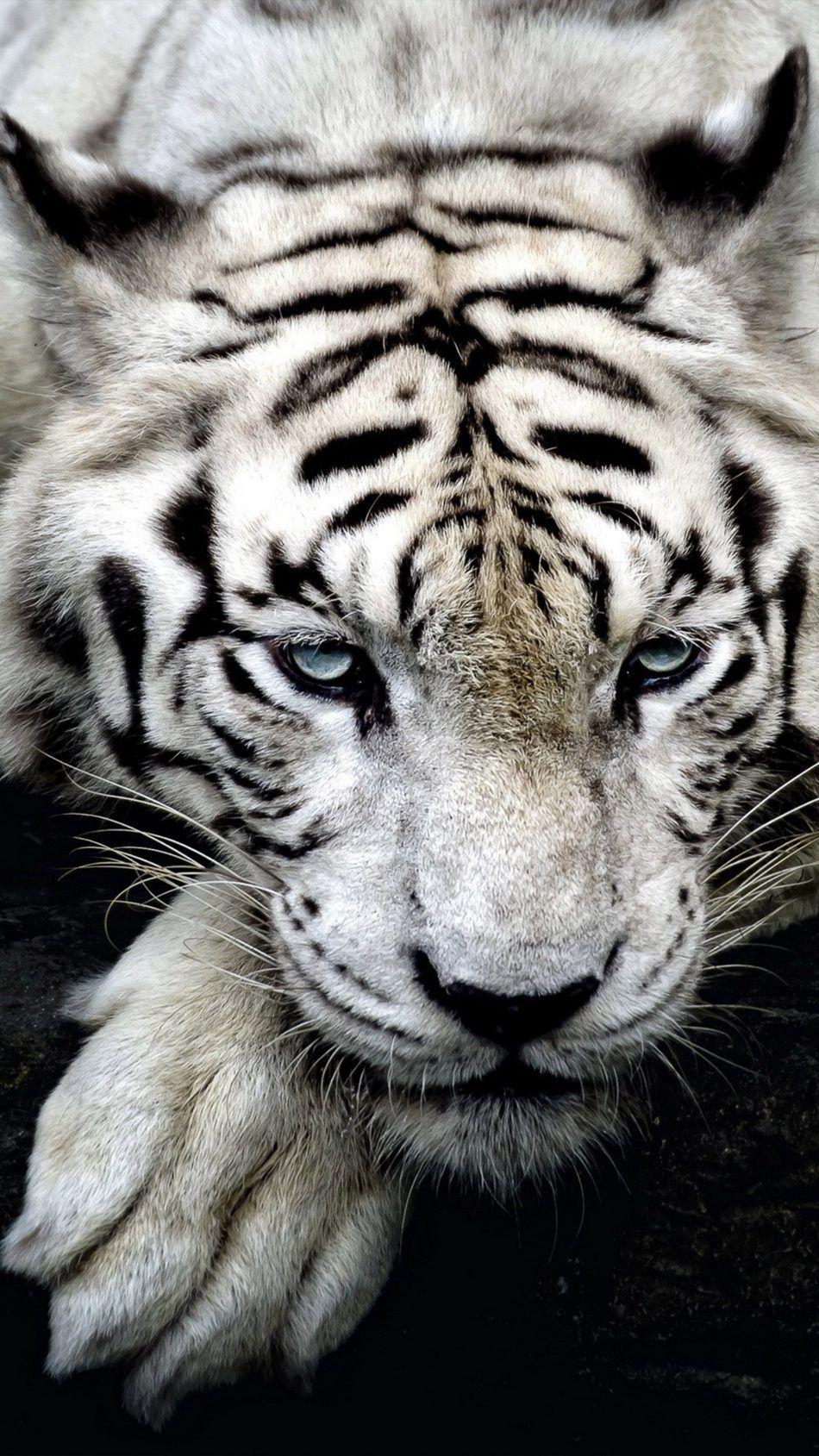 White Tiger Wildlife