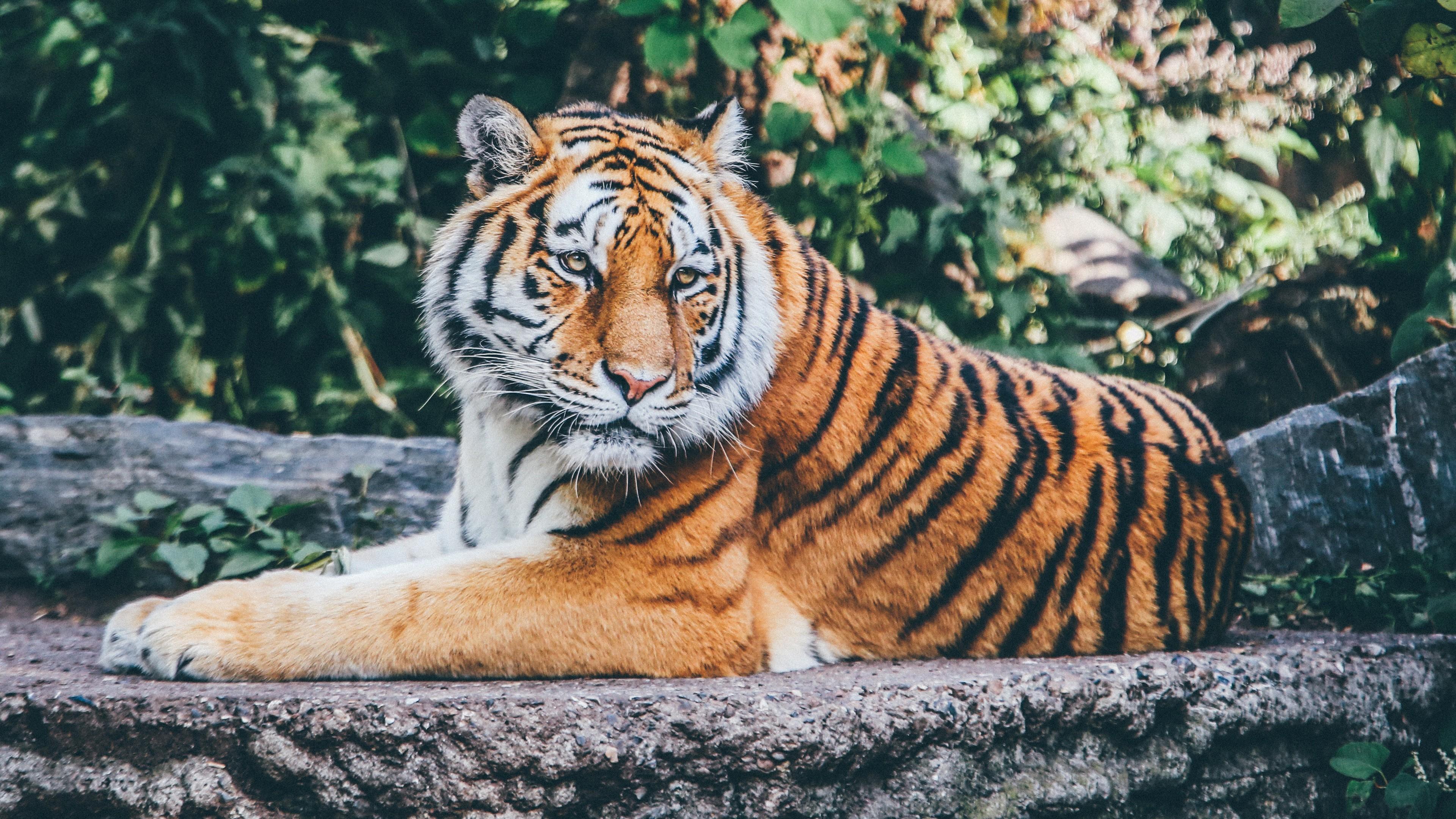Download Beautiful Zoo Tiger Wallpaper in HD 4K Ultra HD