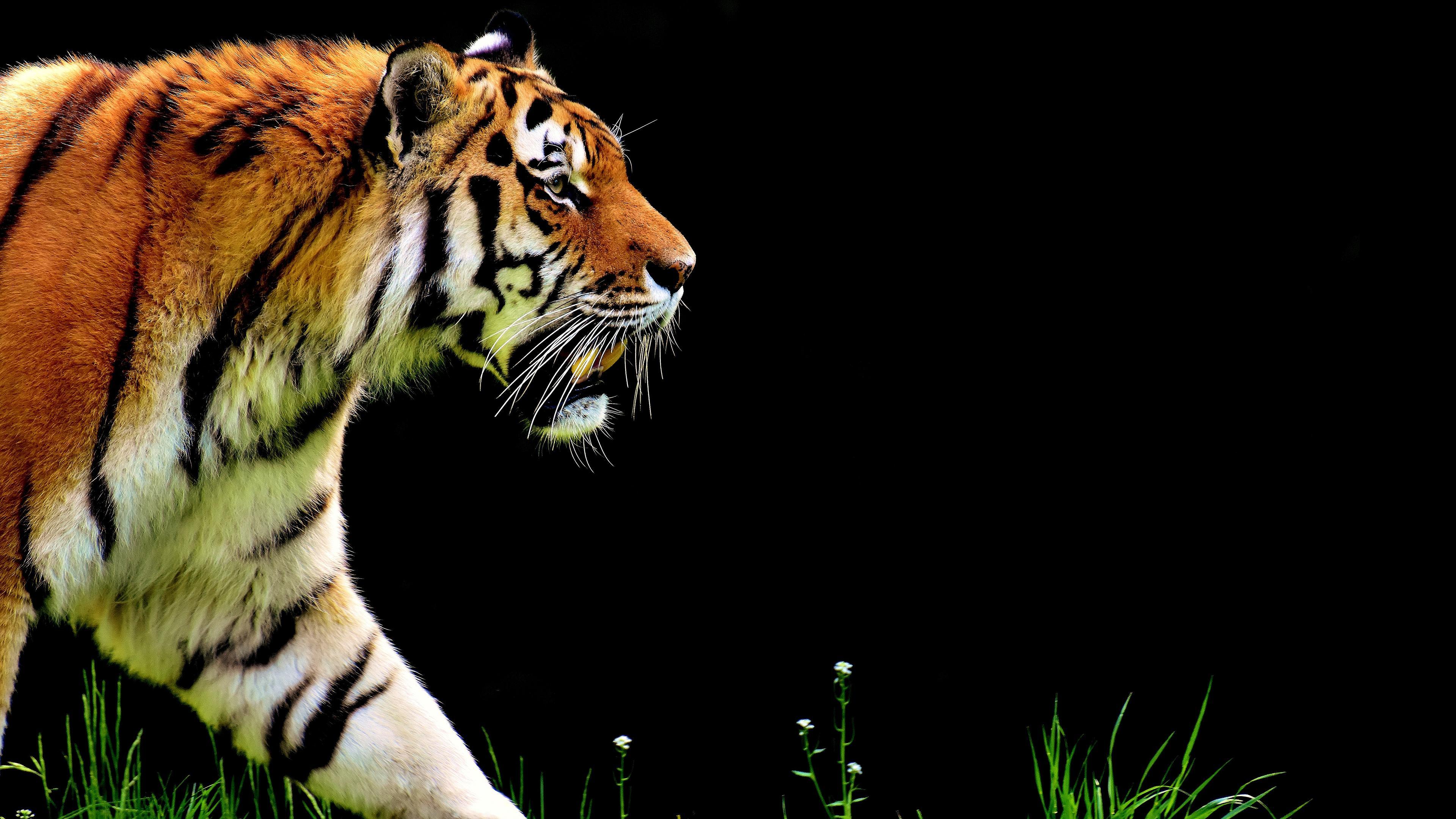 Walking Tiger Desktop Background