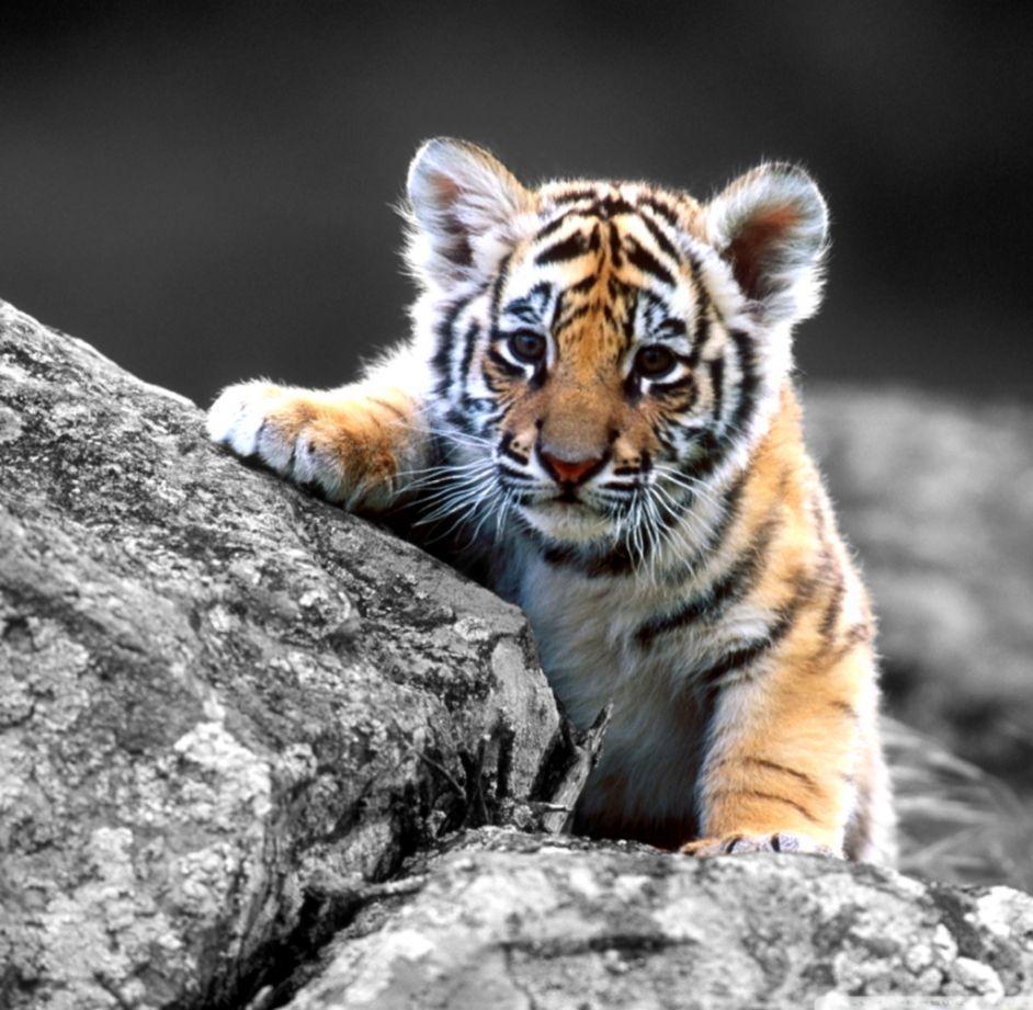 Cute Baby Tigers Wallpaper