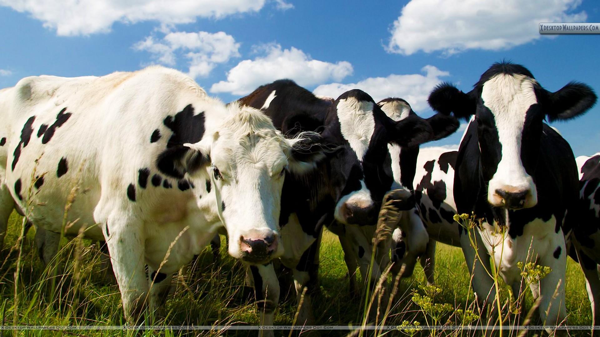 Curious Holsteins, Iowa Wallpaper
