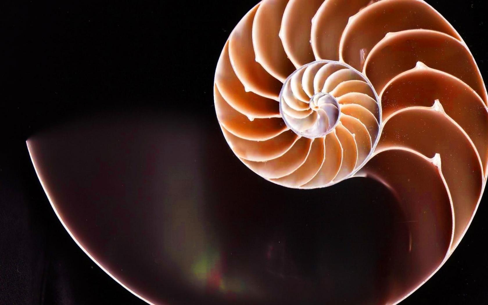 Download Fibonacci golden ratio nautilus shells spirals wallpaper