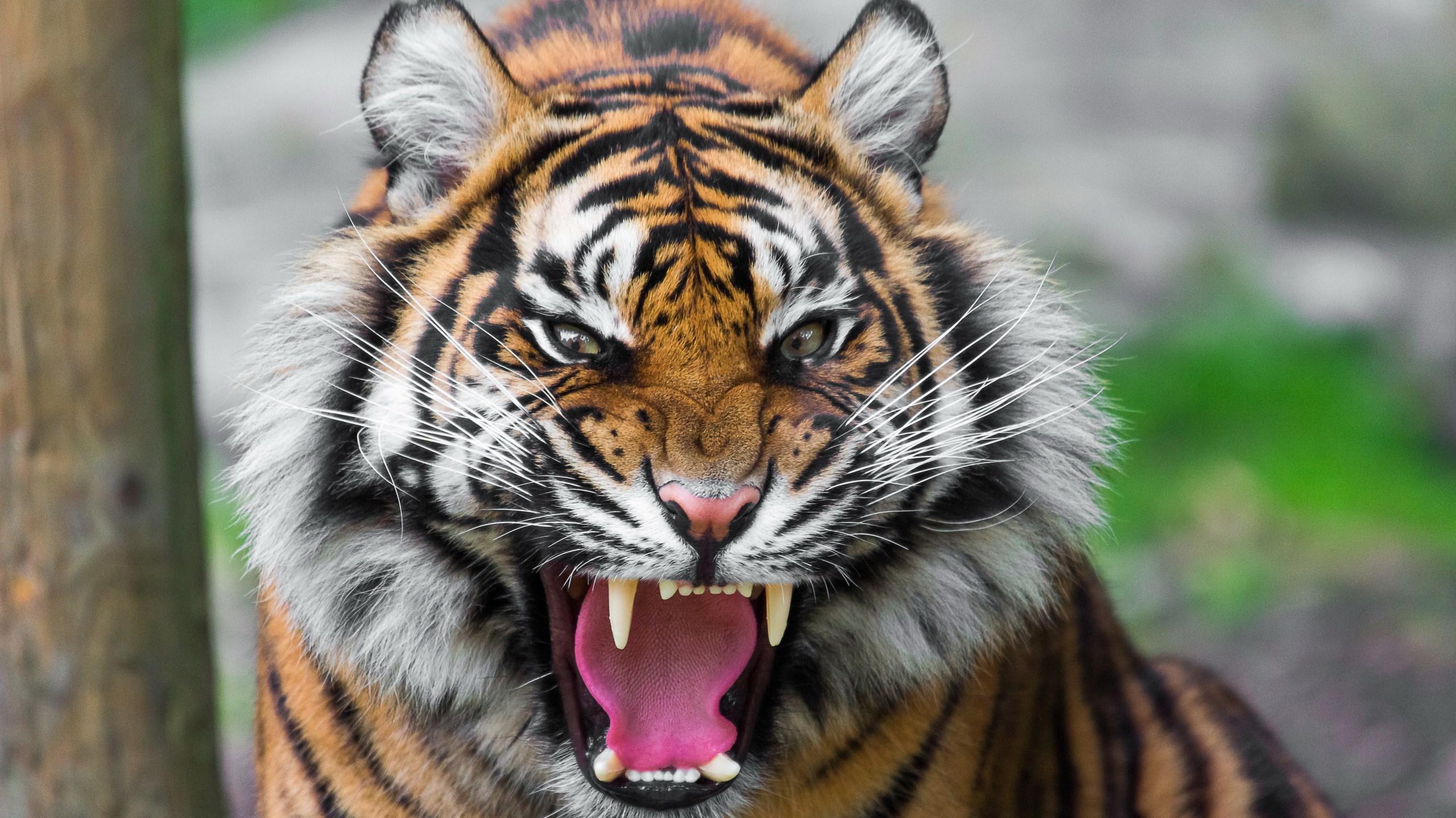 roaring tiger wallpaper HD. Tiger wallpaper 4k, tiger image