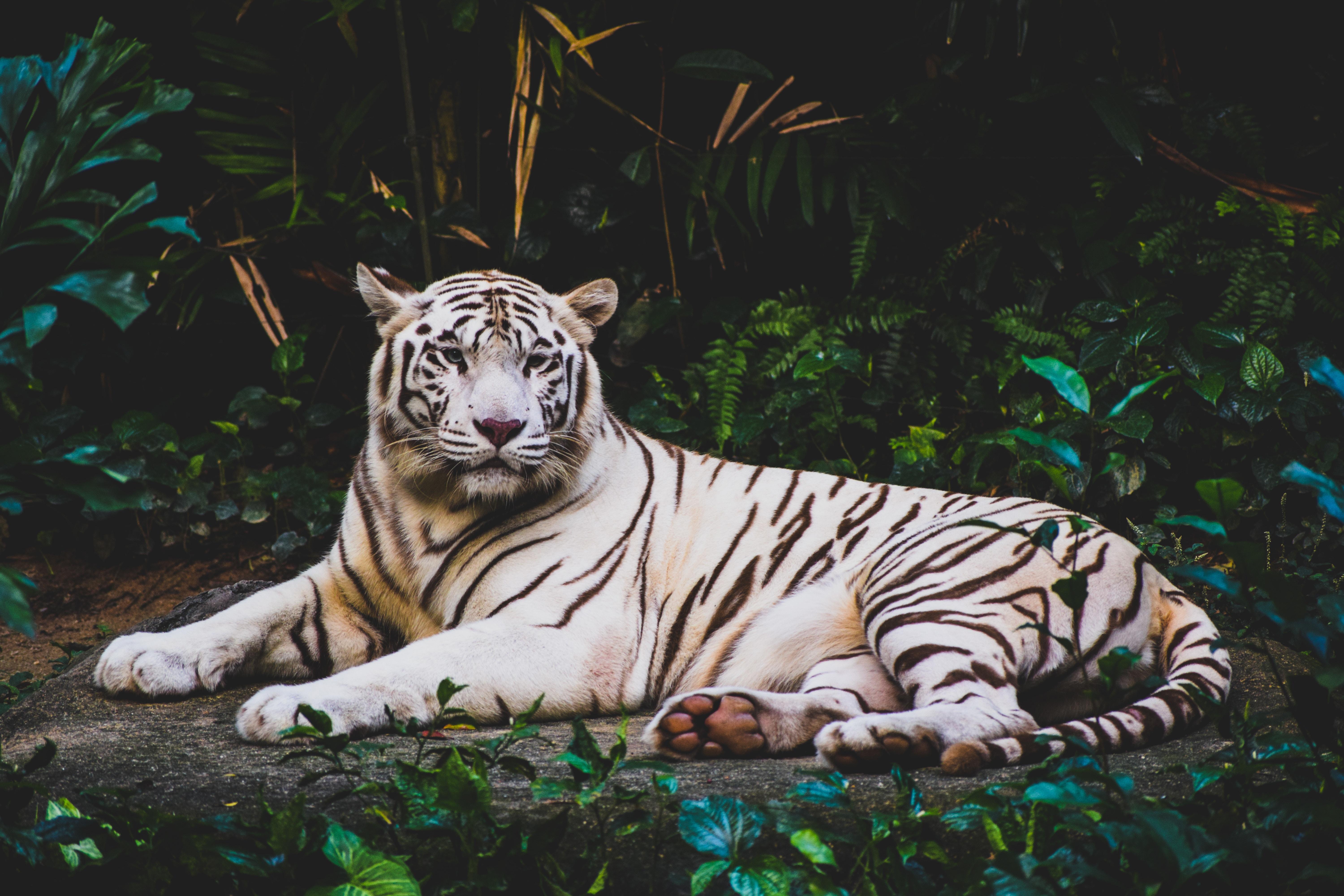 Wallpaper White Tiger, HD, 5K, Animals