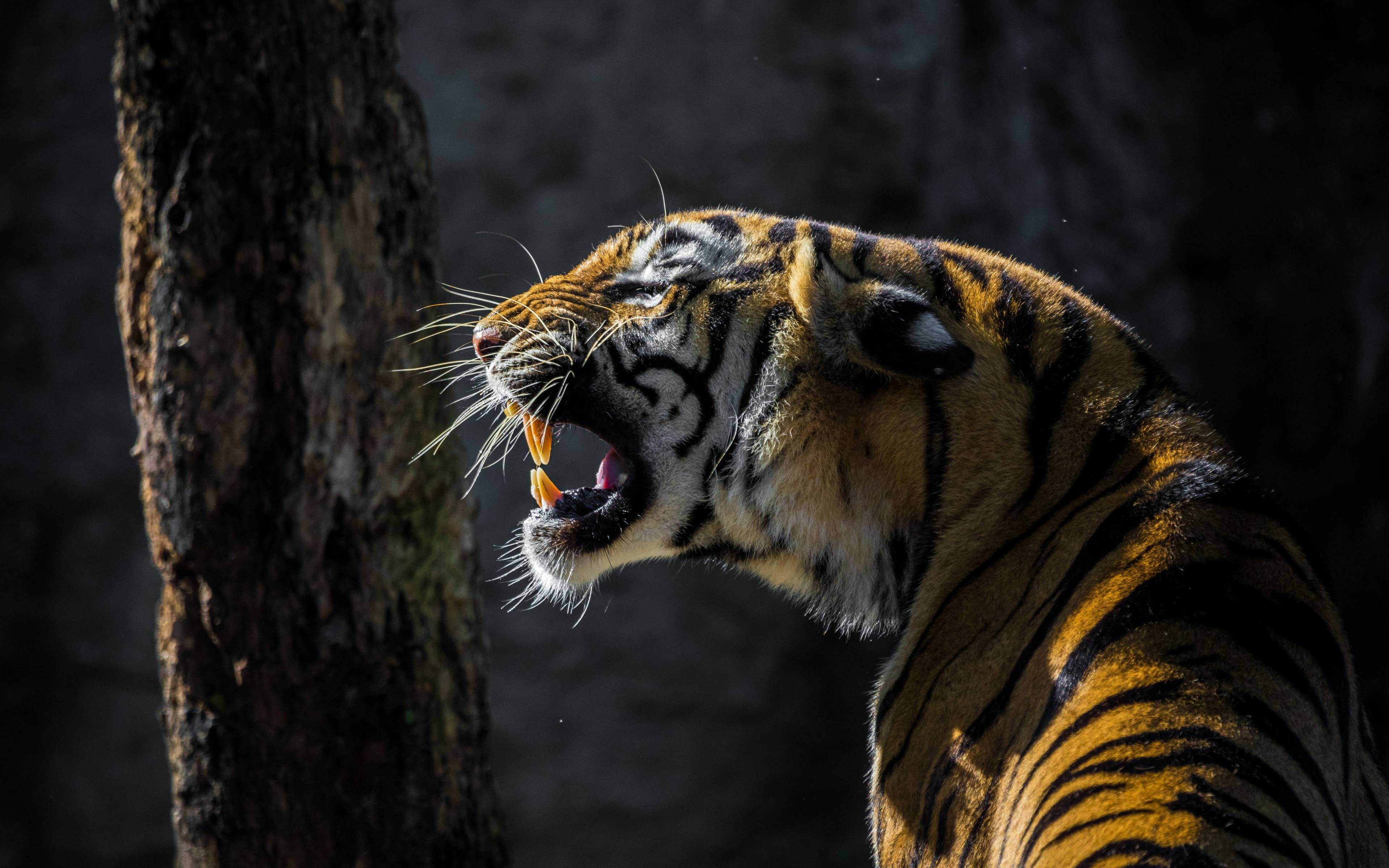 Download 3840x2400 wallpaper tiger, roar, wild animal, 4k, ultra HD