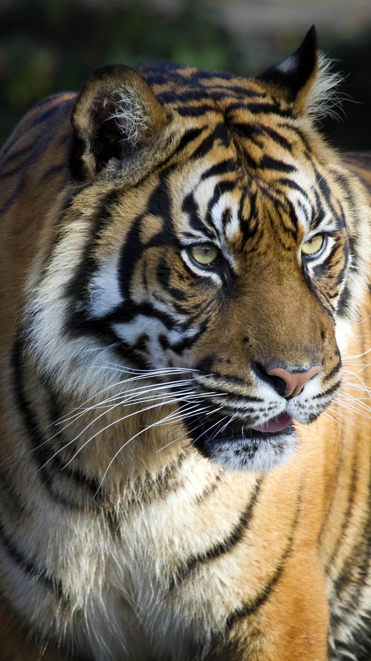 Wallpapers Bengal Tiger, Big Tiger, 4K, 8K, Animals,