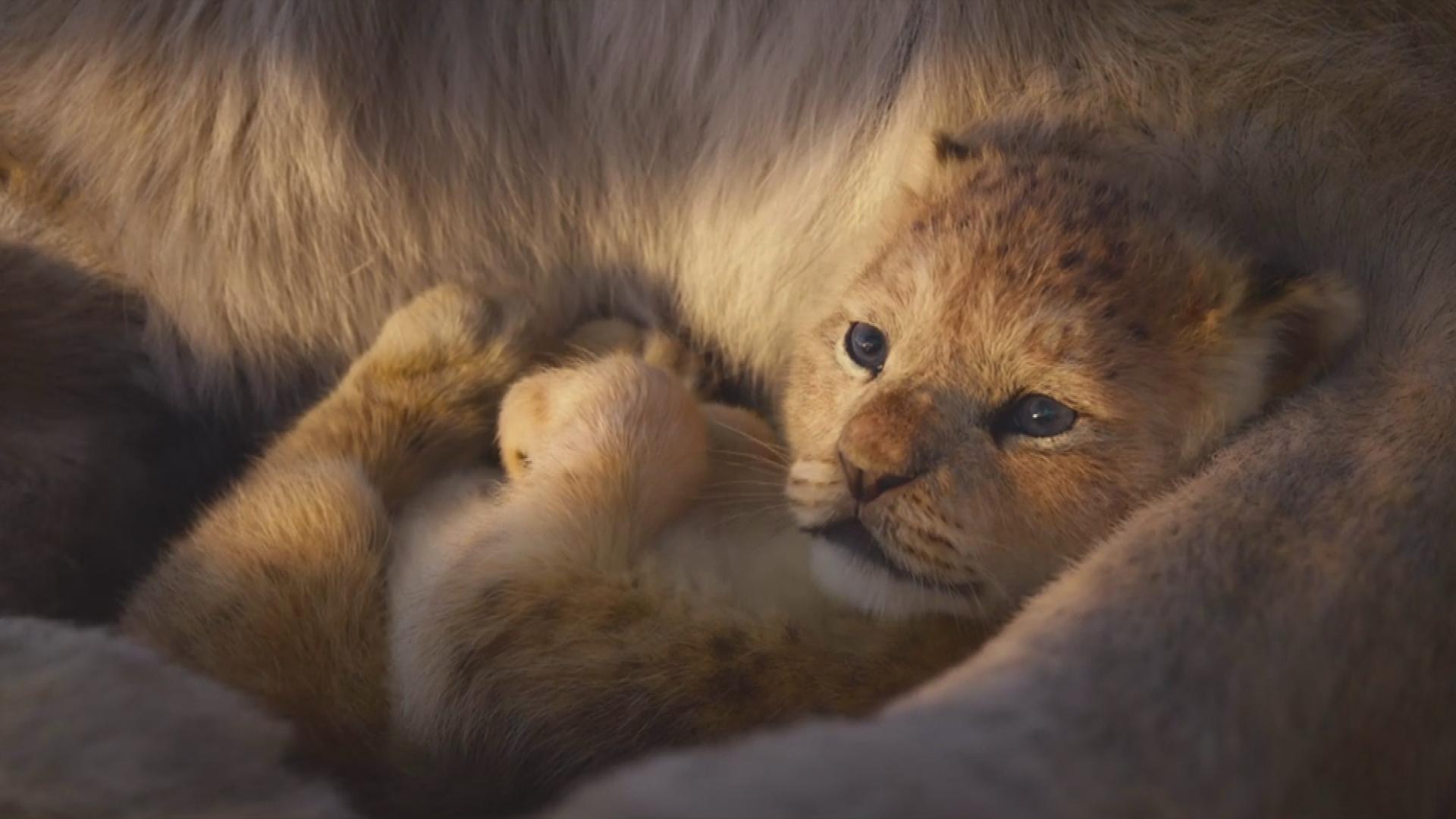 The Lion King': New Live Action Shows Off 'Circle Of Life'