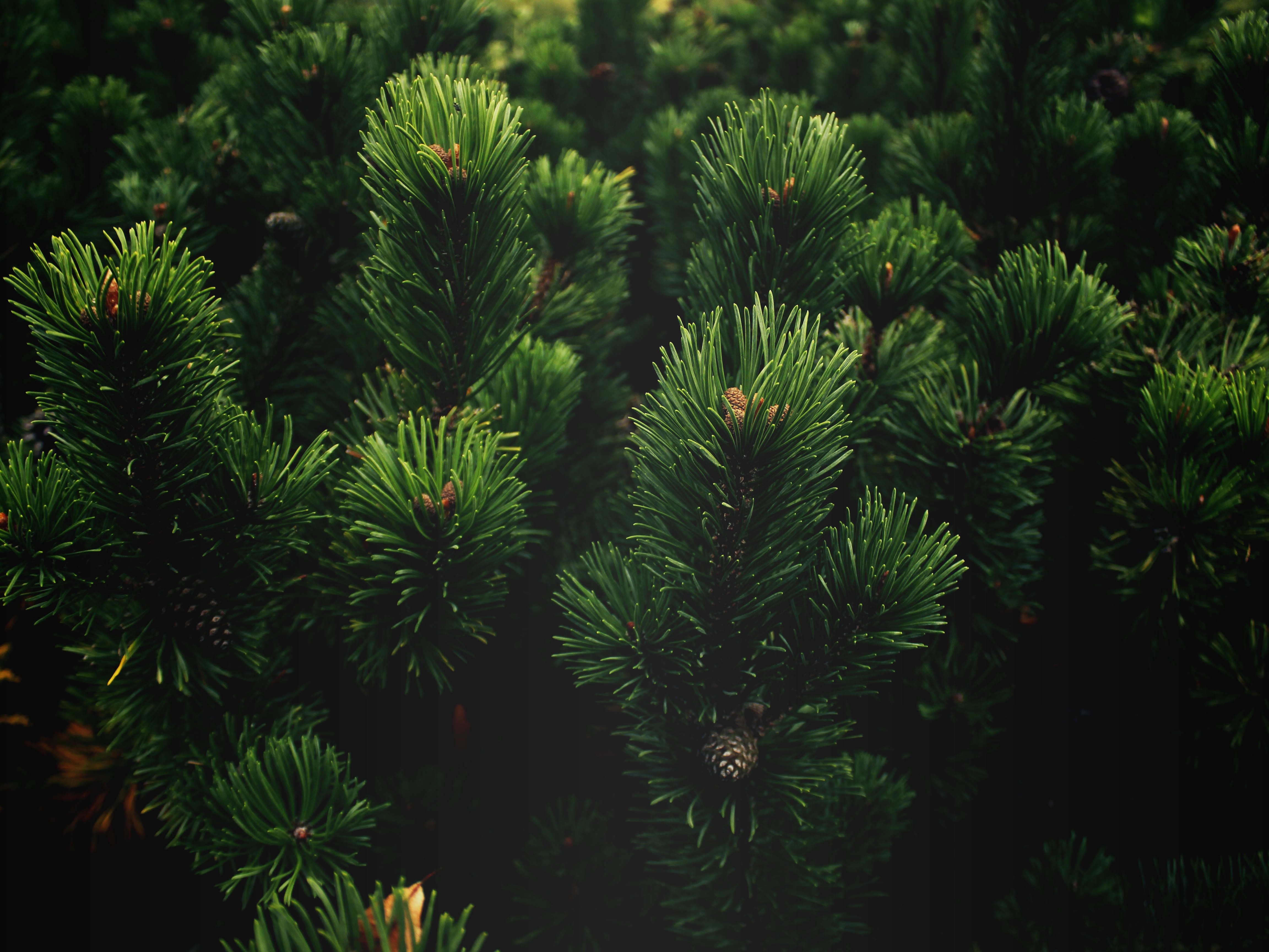 plants branch nature pine trees wallpaper and background