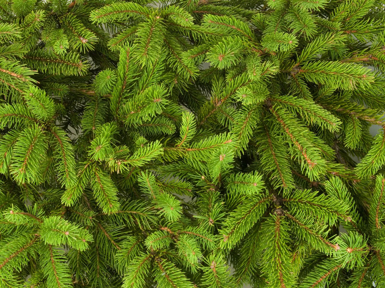 Pine Tree Full HD Quality Photo HD Wallpaper