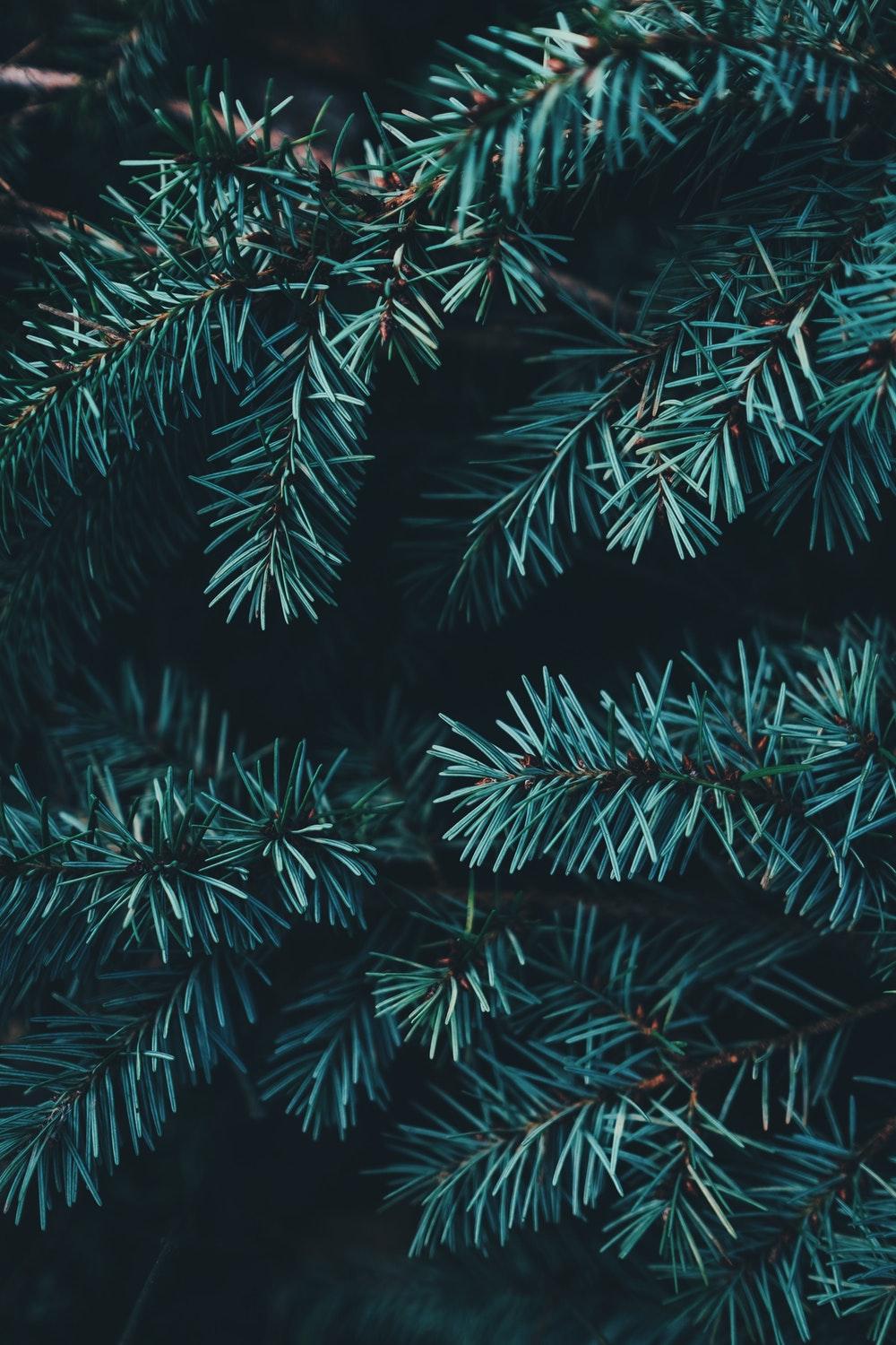 Evergreen Picture [HD]. Download Free Image