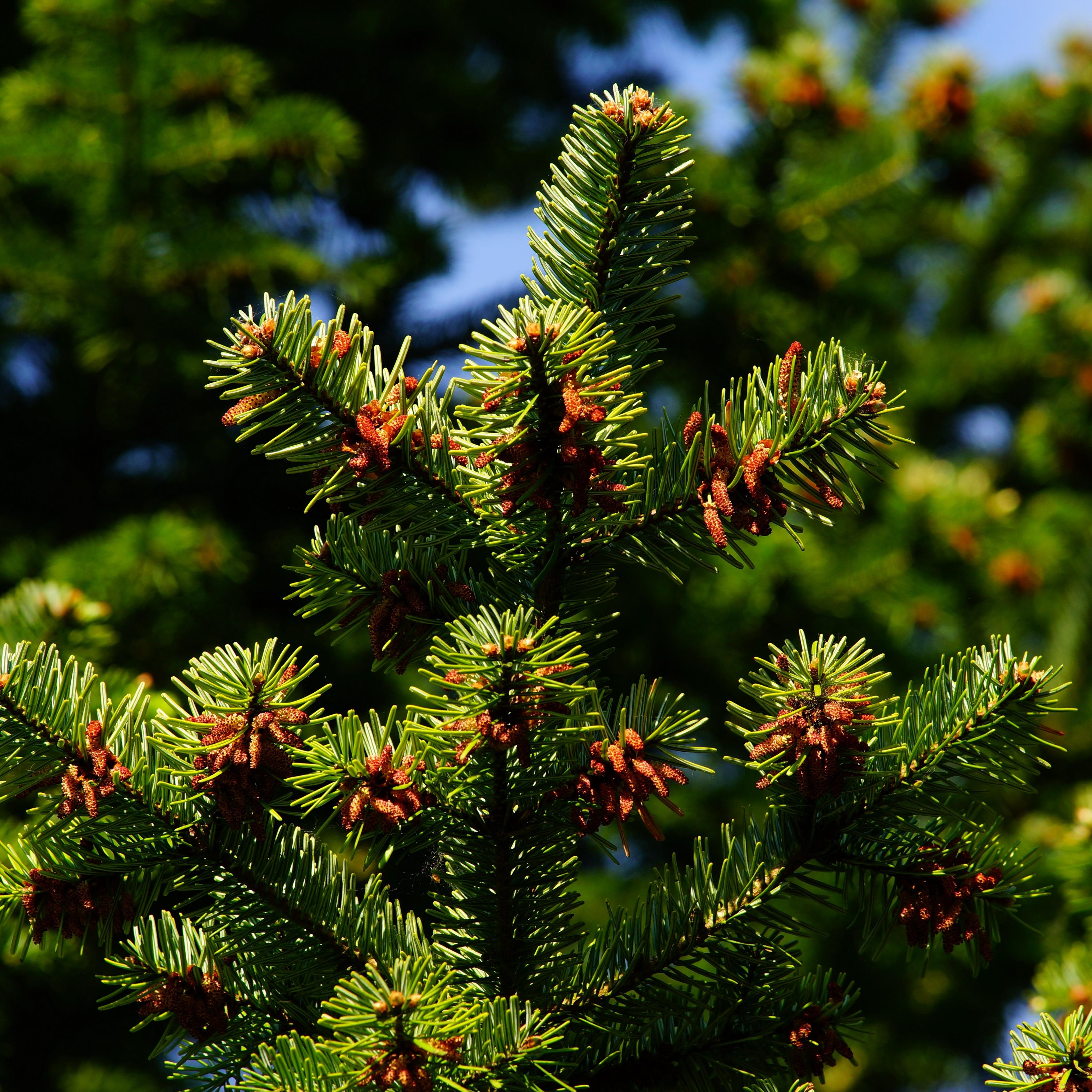 Download wallpaper 3415x3415 pine, pine needles, branches, thorns