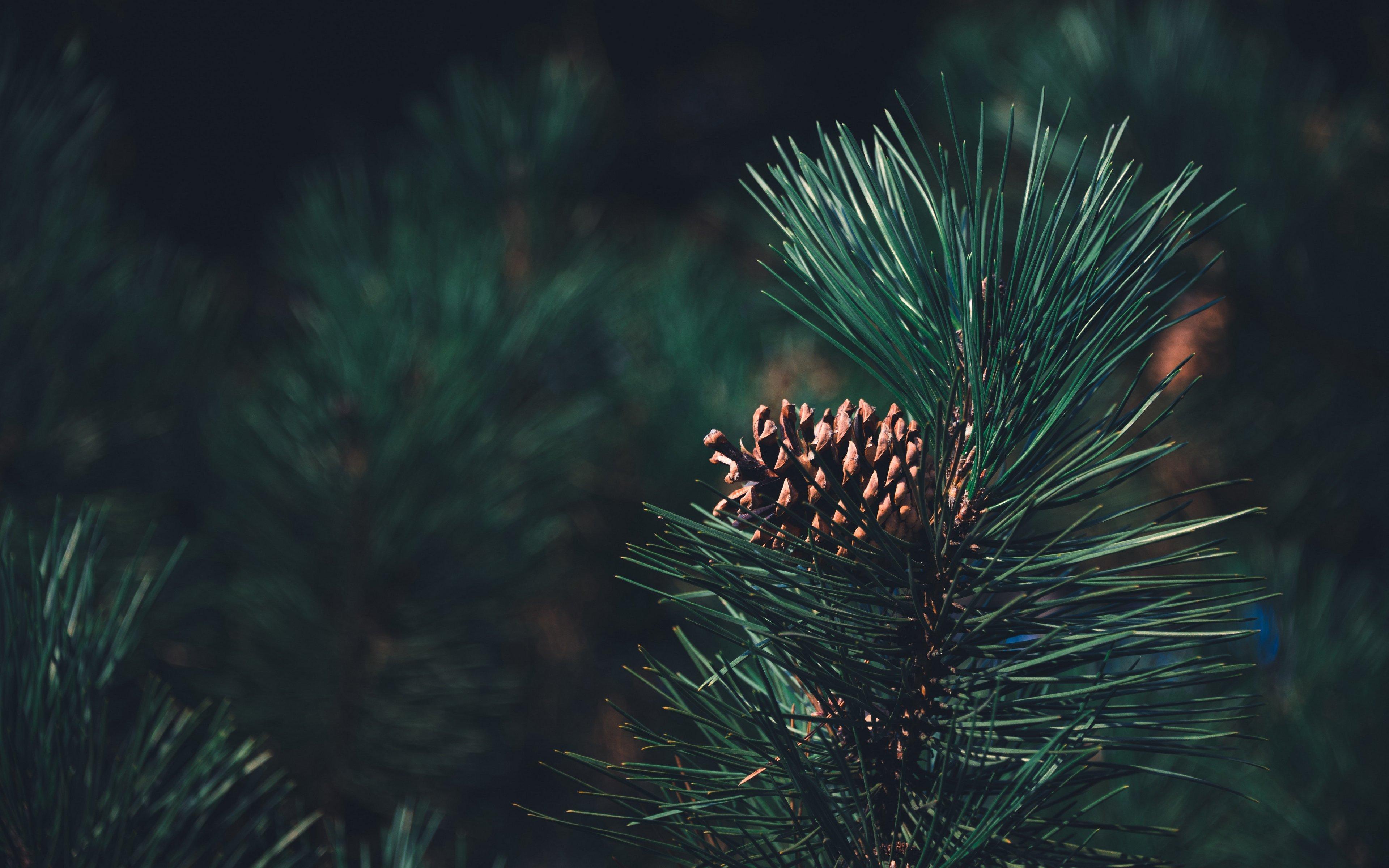 pine 4K wallpaper for your desktop or mobile screen free and easy