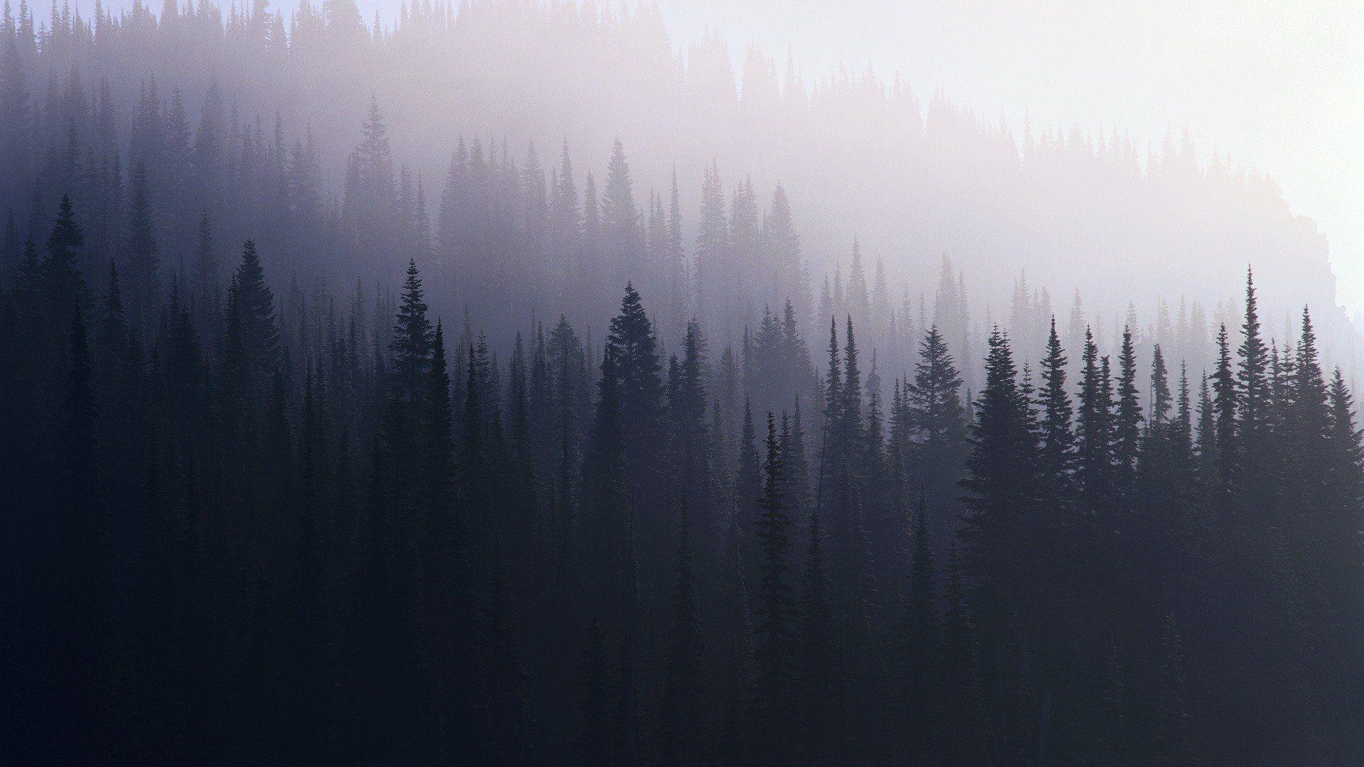 Wallpaper Pine Forest