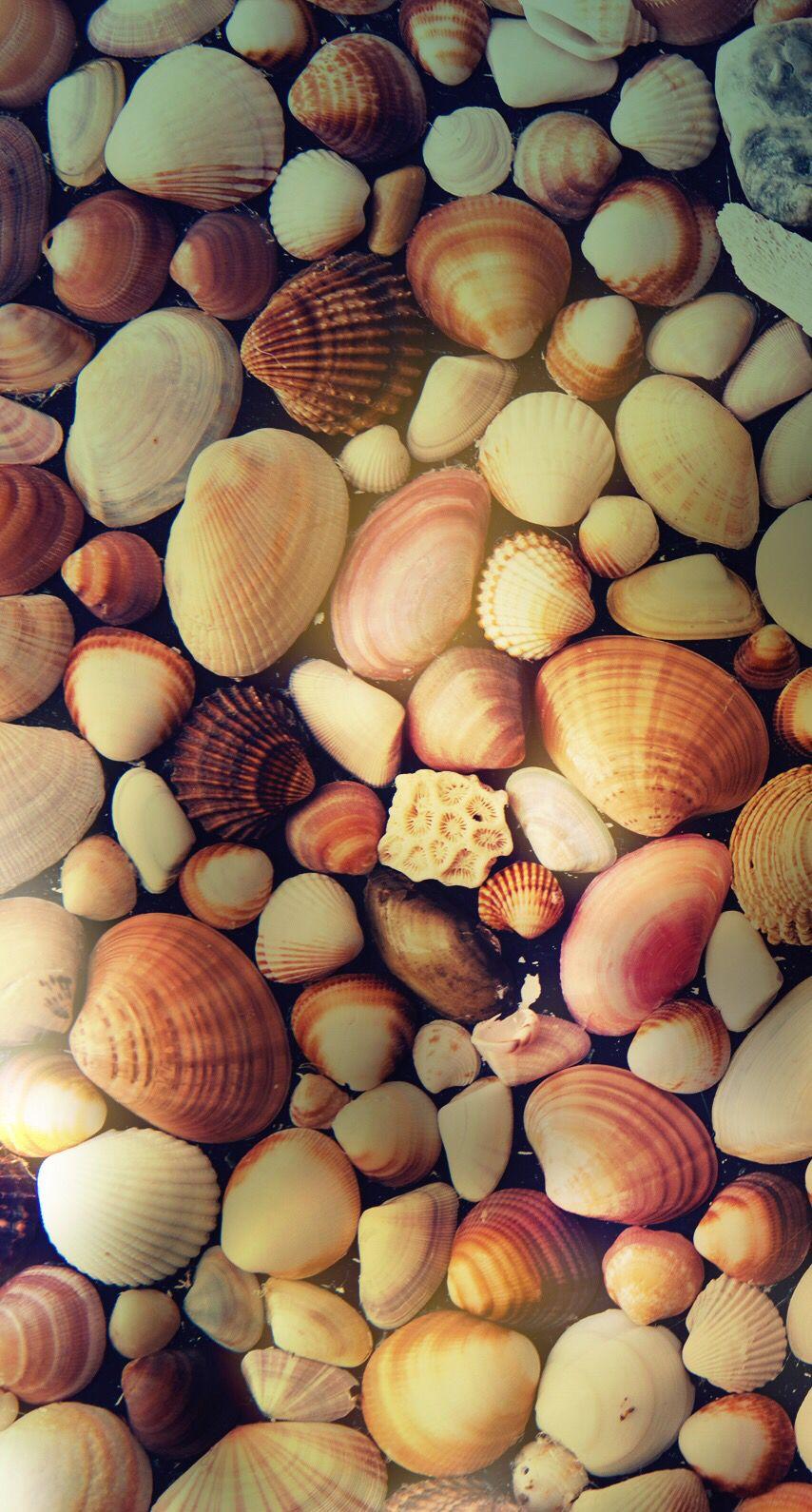 Shells Wallpaper. Awesome Wallpaper!. Holiday wallpaper, Beach